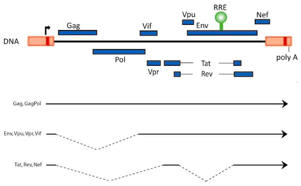 Biology | Free Full-Text | Multi-Faceted Post-Transcriptional Functions