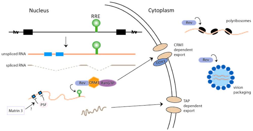 Biology 01 00165 g002 1024
