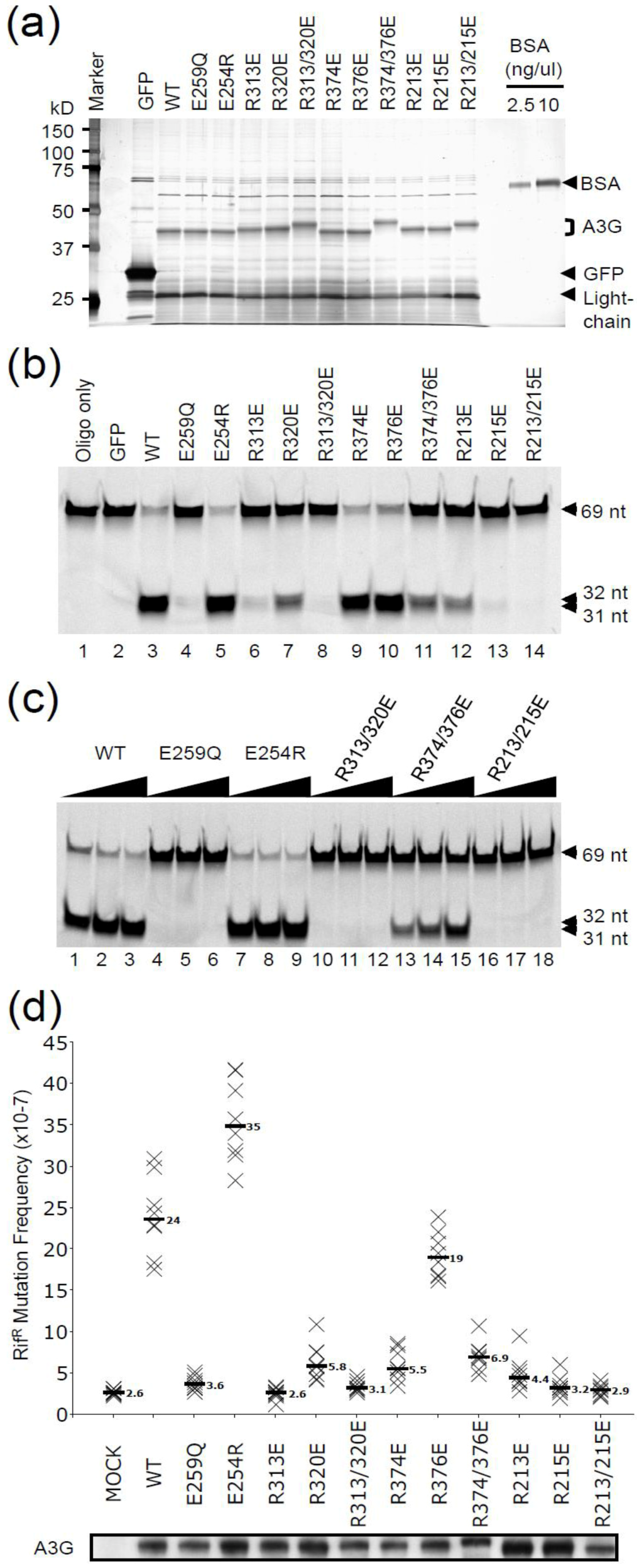 Biology 01 00260 g002 1024