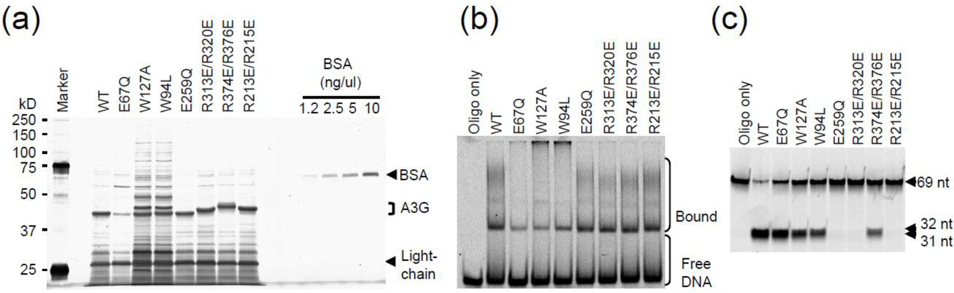 Biology 01 00260 g005 1024
