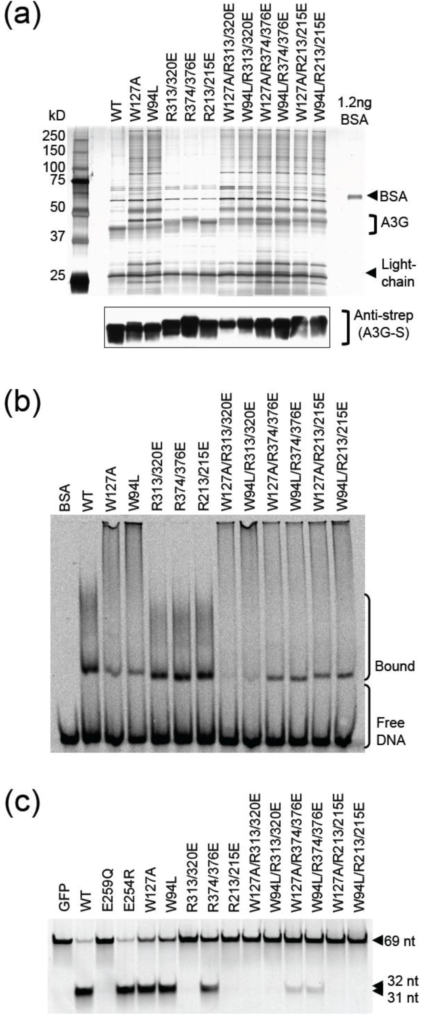 Biology 01 00260 g006 1024