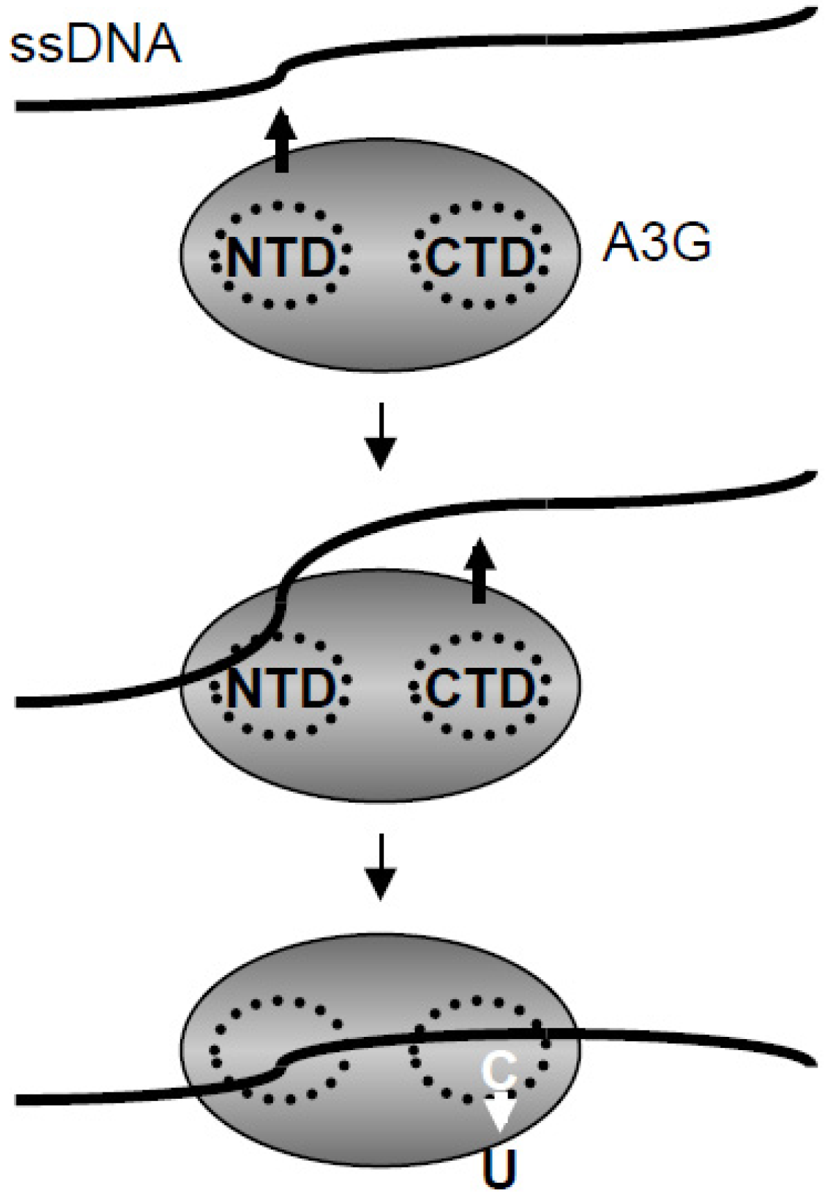 Biology 01 00260 g008 1024