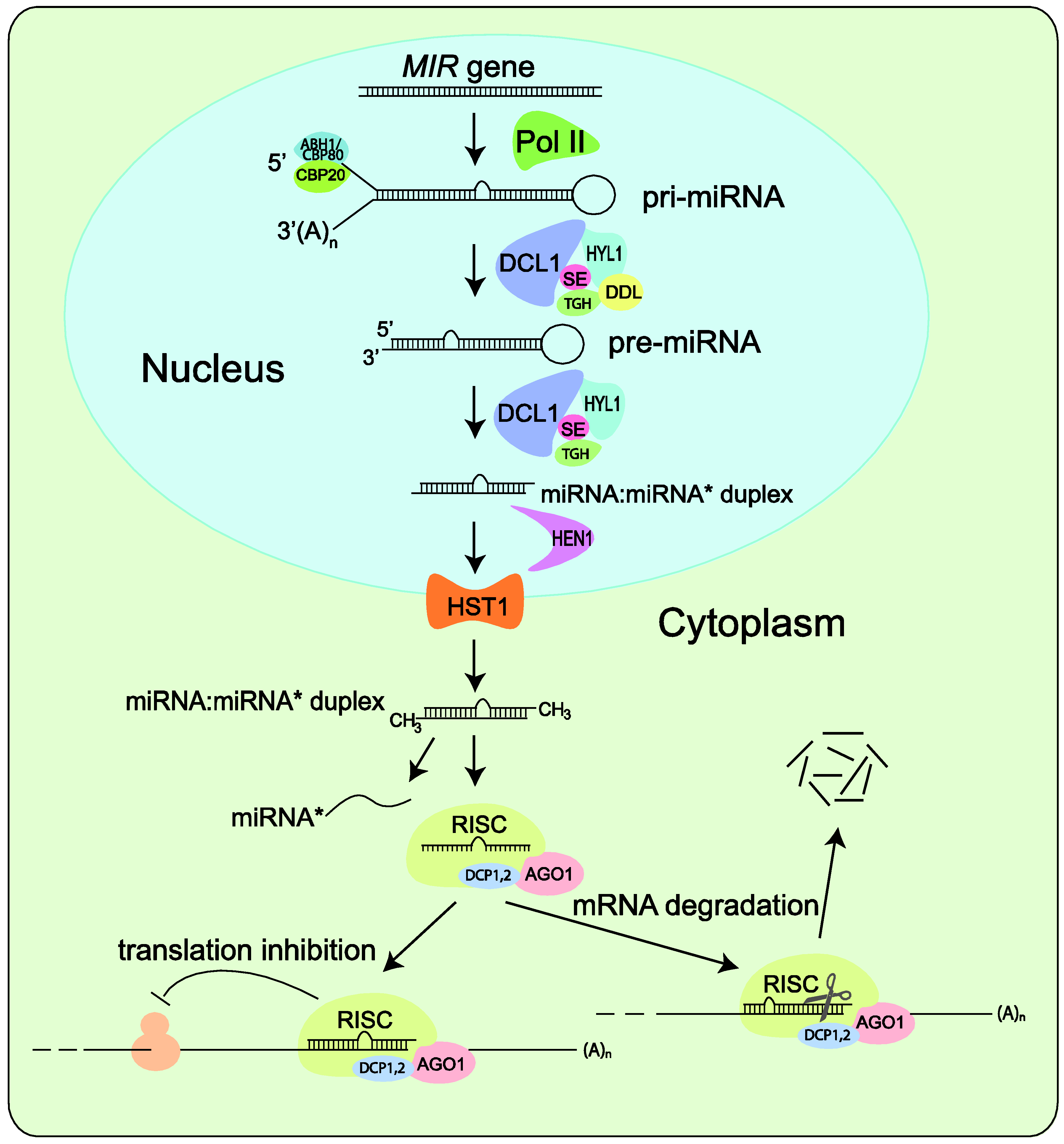 data approaches sampling Text Full microRNA Biology the Free Analyzing data approaches sampling Text Full microRNA Biology the Free Analyzing