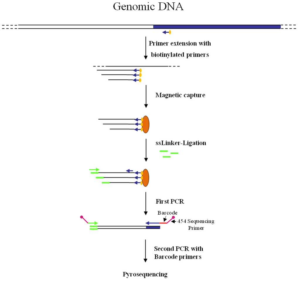 DLA-454 strategy to obtain sequences flanking Mu elements (A) DLA was