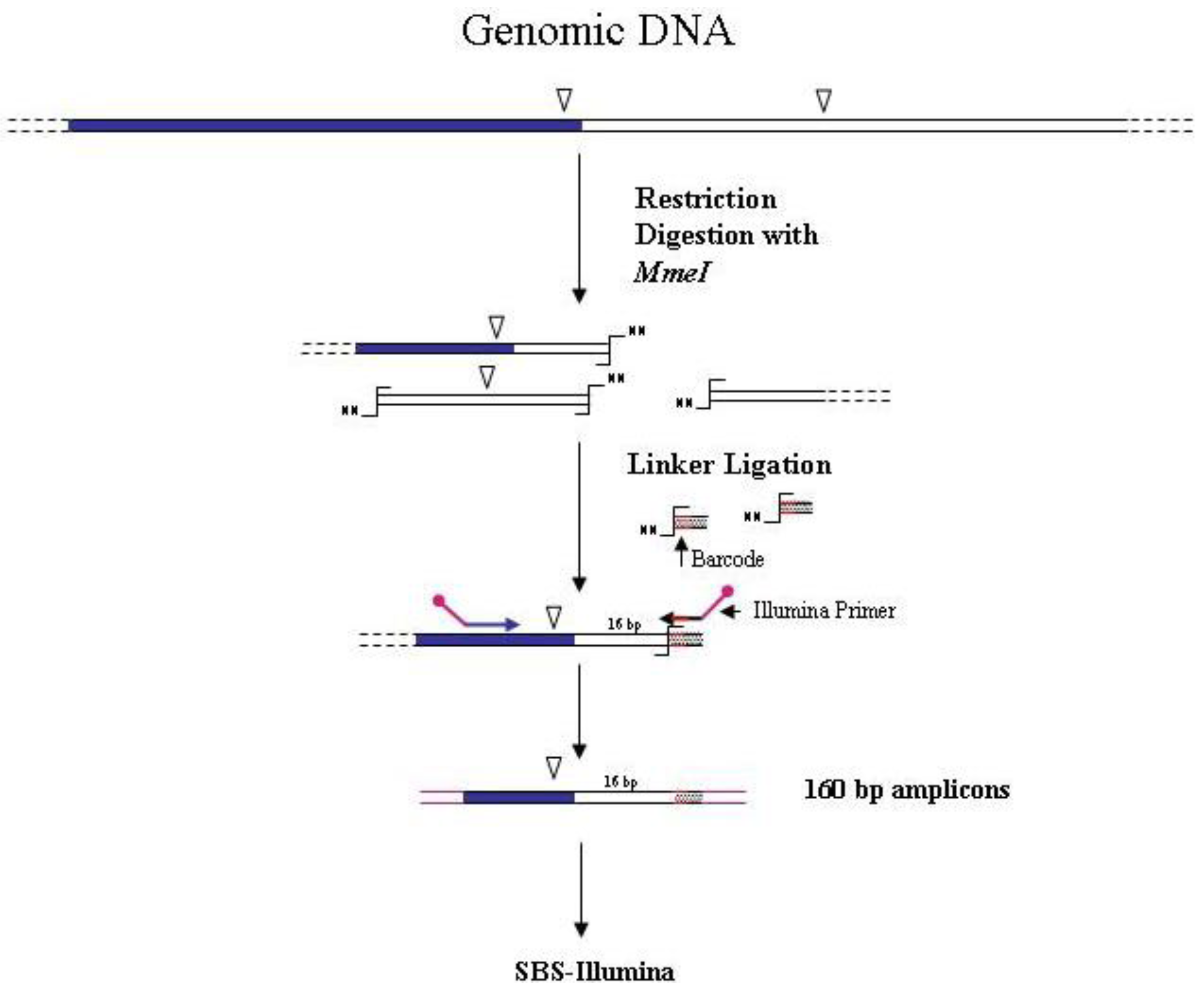 DLA-454 strategy to obtain sequences flanking Mu elements (A) DLA was