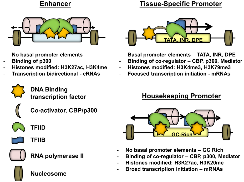 Recruitment of Transcription Complexes to Enhancers and the Role 