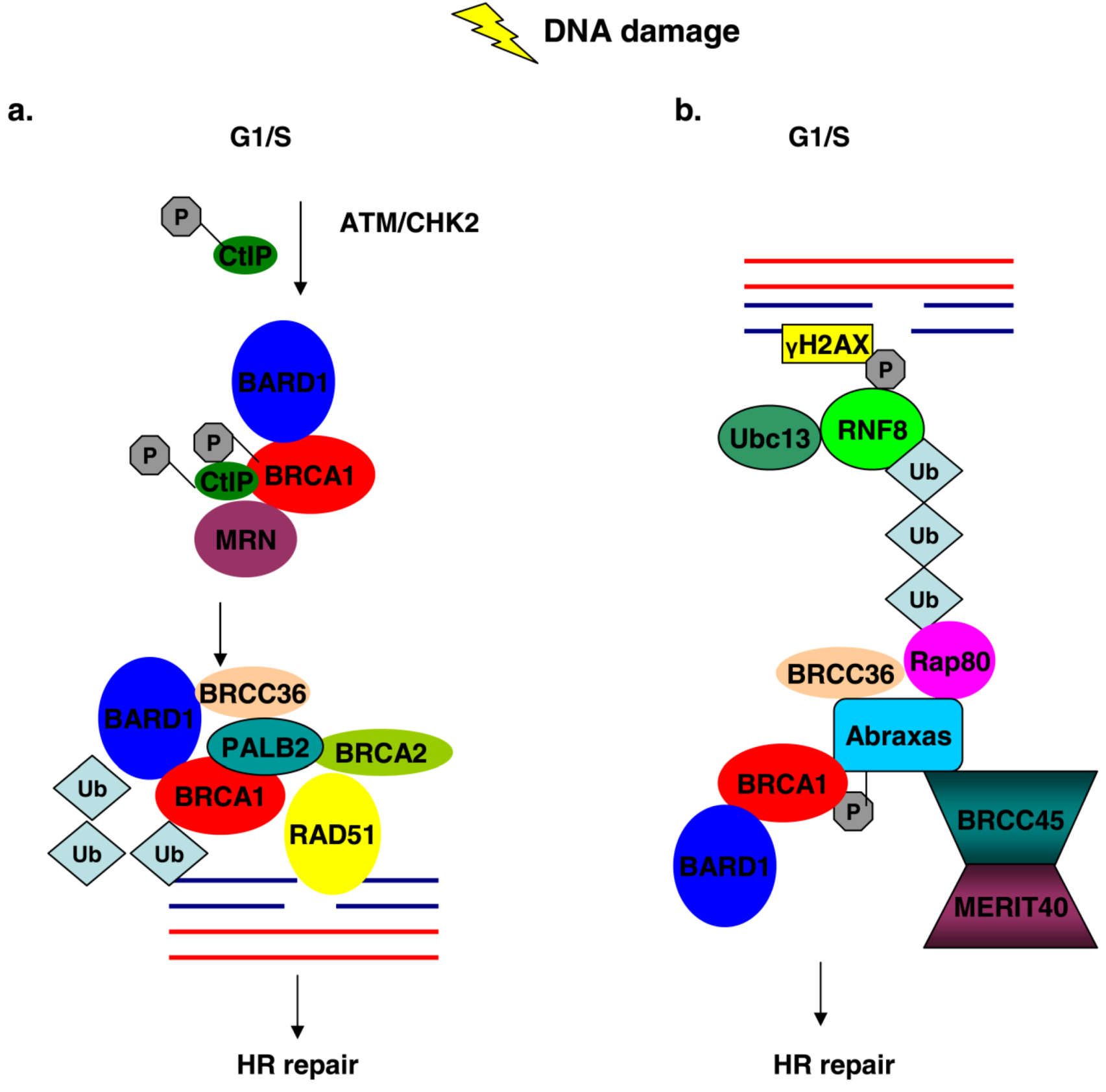 BRCA1 and Its Network of Interacting Partners Biology Diagrams
