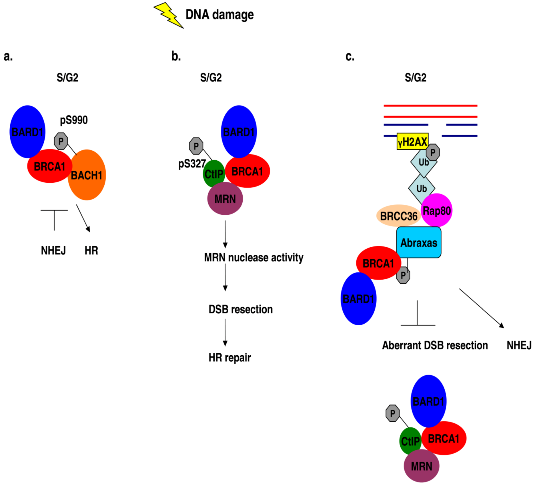 BRCA1 and Its Network of Interacting Partners Biology Diagrams