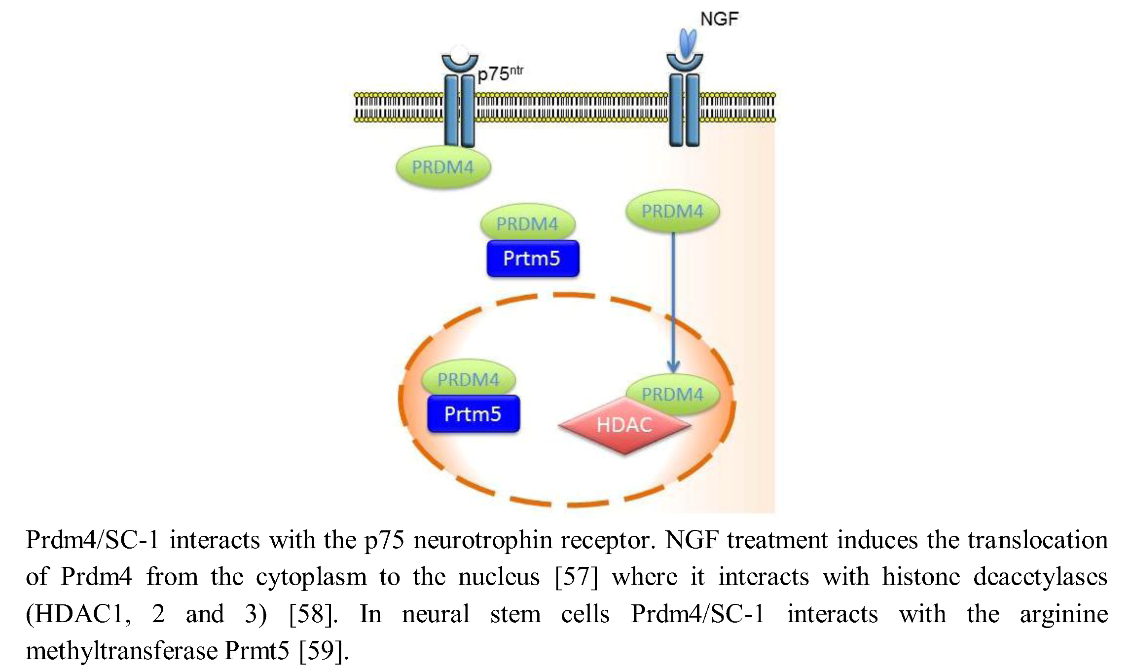 Biology 02 00107 g002 1024