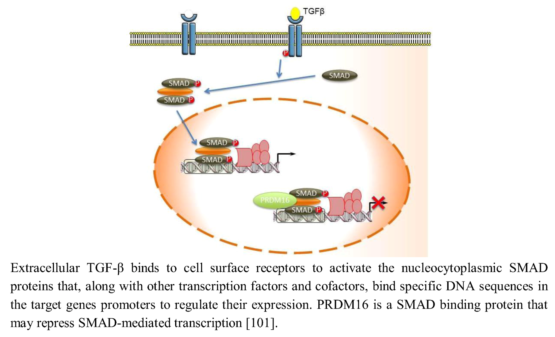 Biology 02 00107 g005 1024
