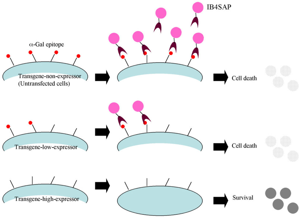 Cells, Free Full-Text