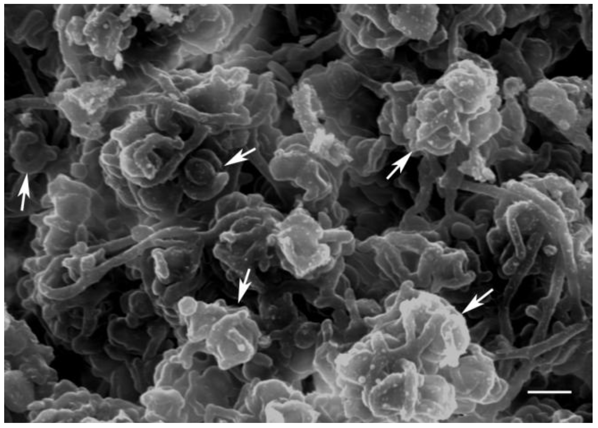 Biology 02 00693 g004 1024