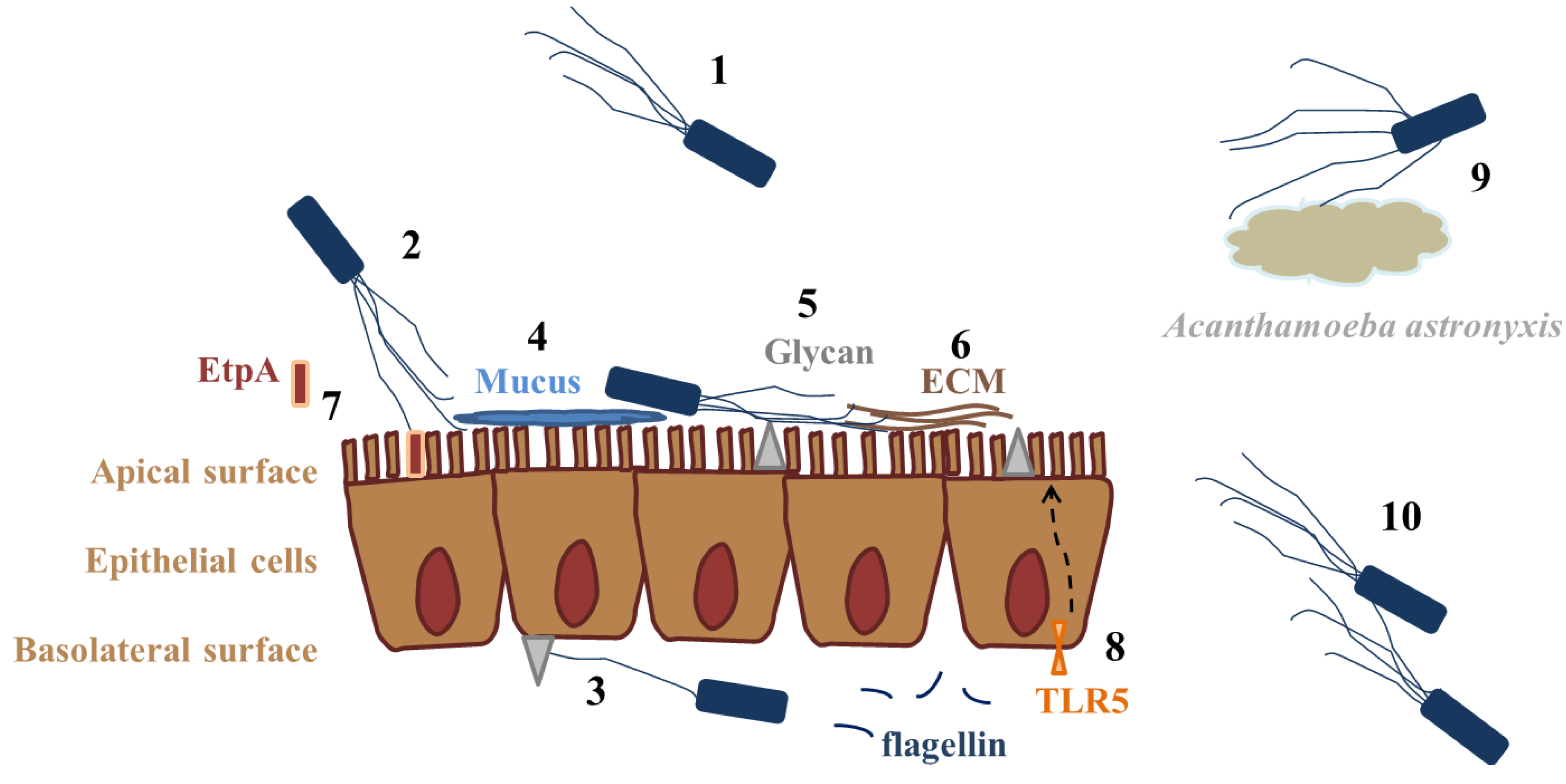 Biology Free Full Text The Role Of The Bacterial Flagellum In Adhesion And Virulence Html