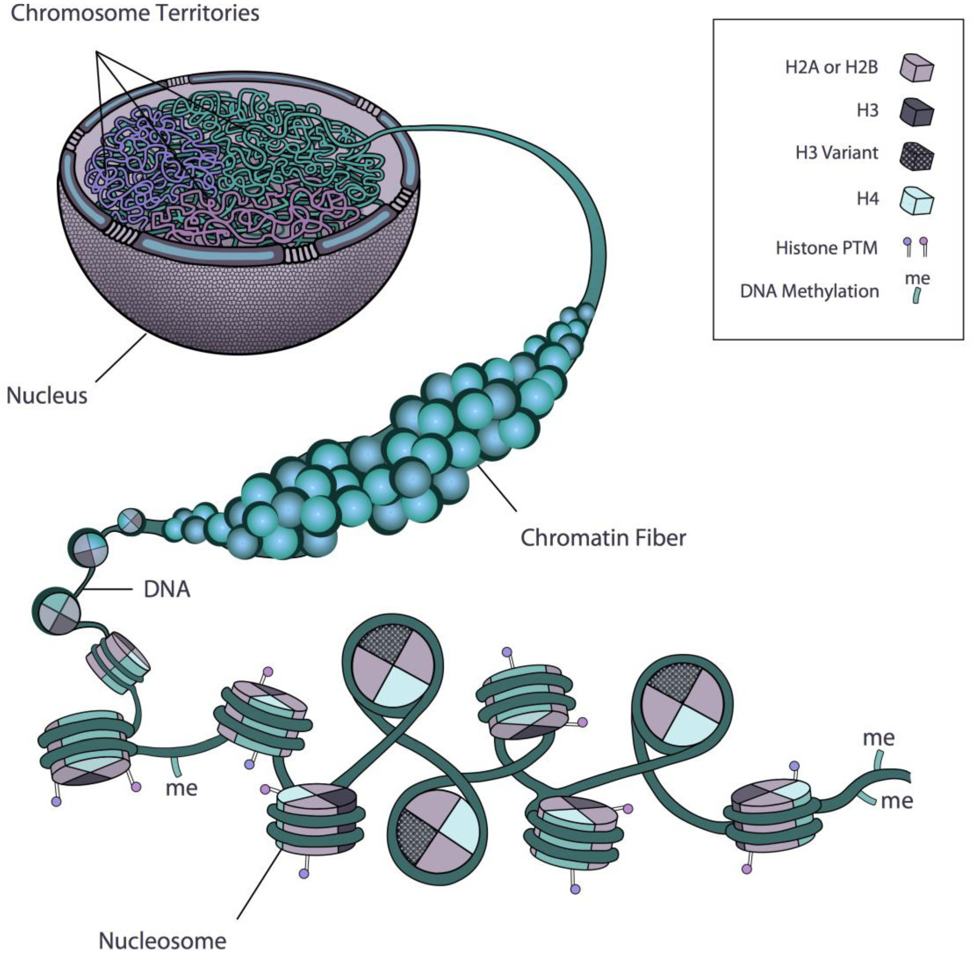 what does chromatin look like in a plant cell