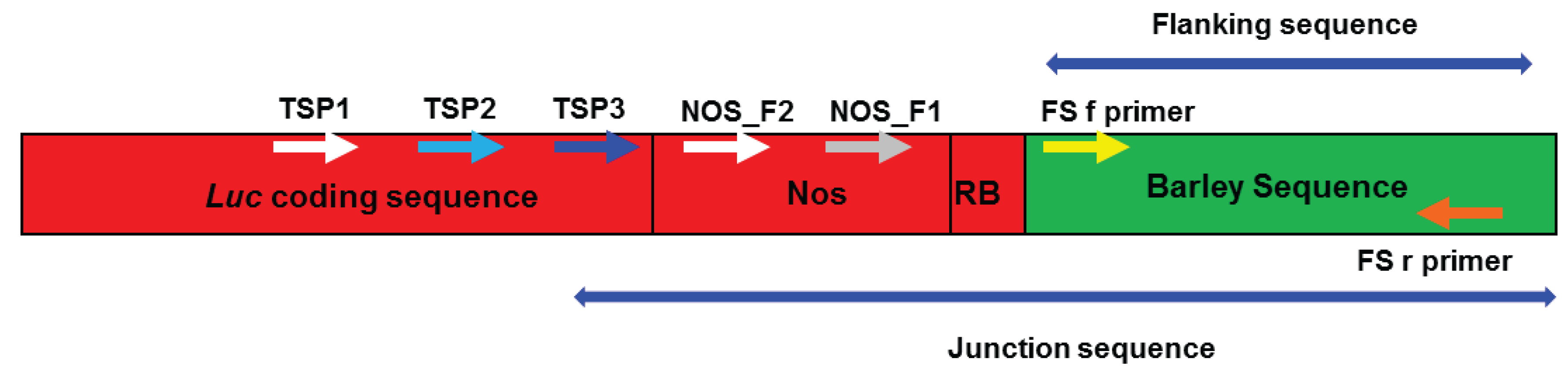 DNA Flanking Region - an overview