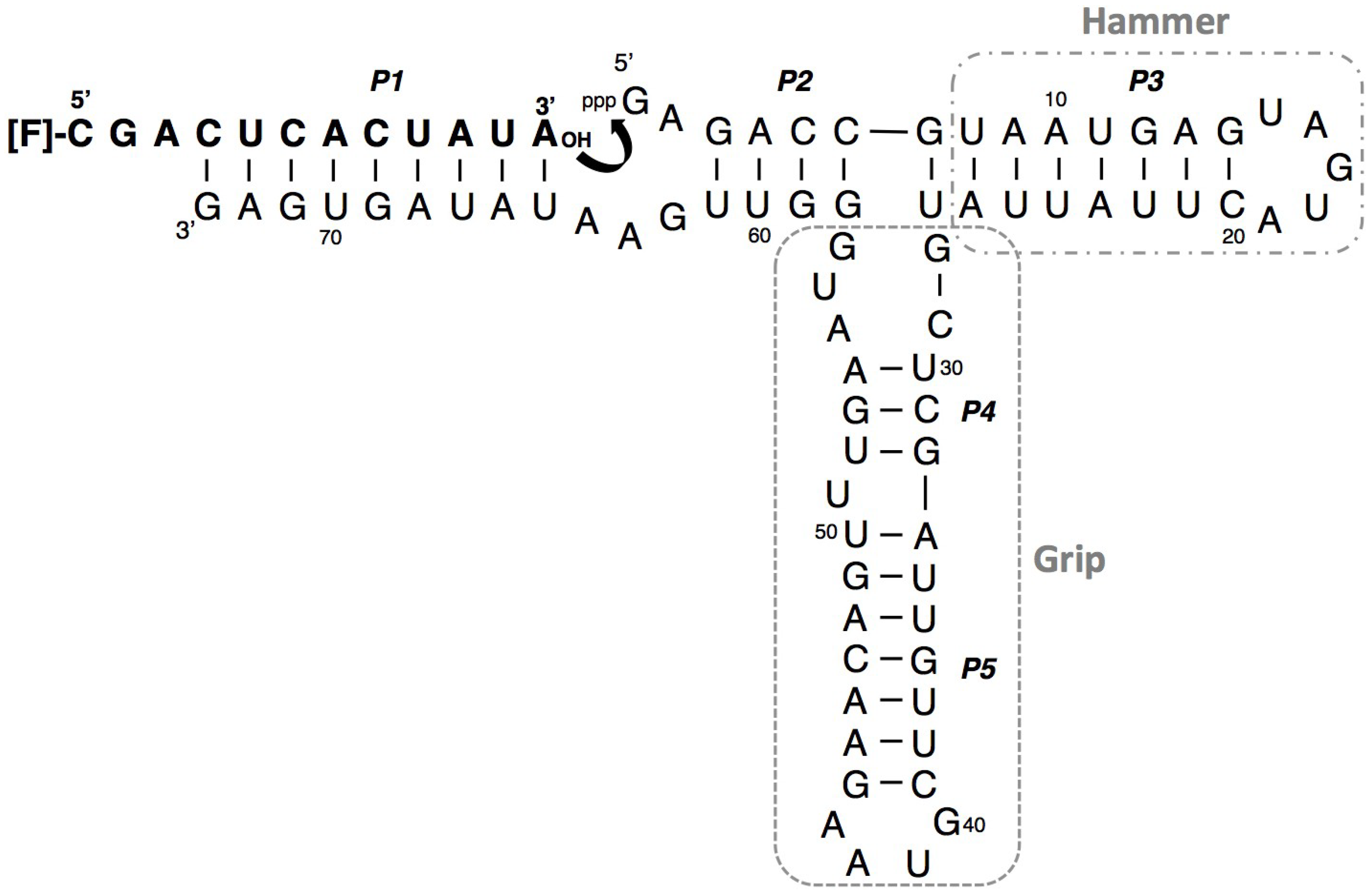 Biology 03 00452 g001