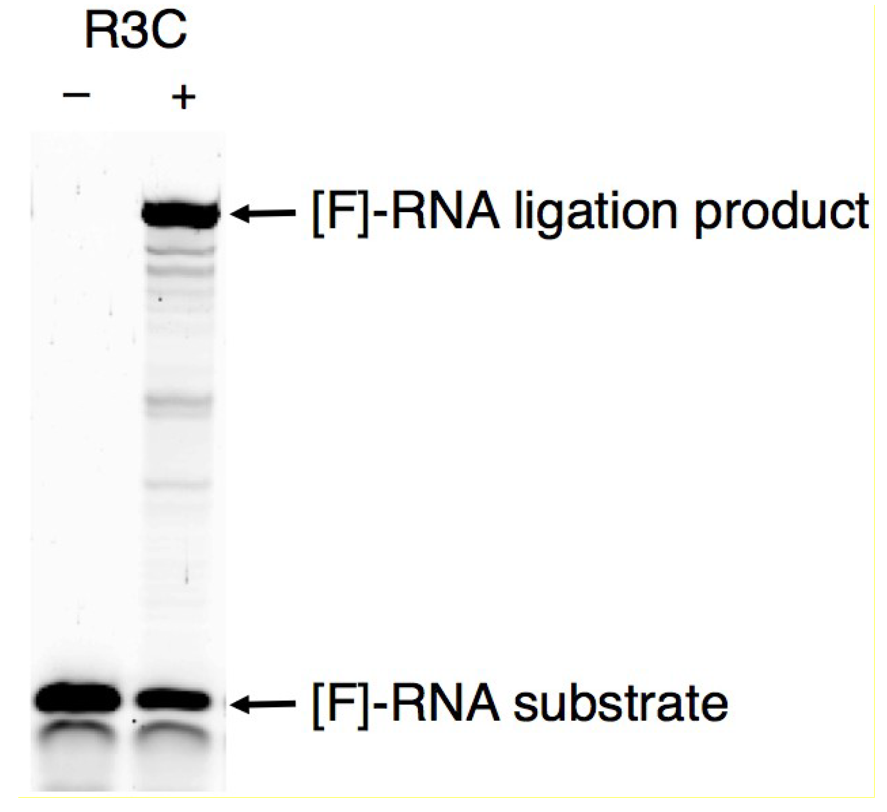 Biology 03 00452 g002