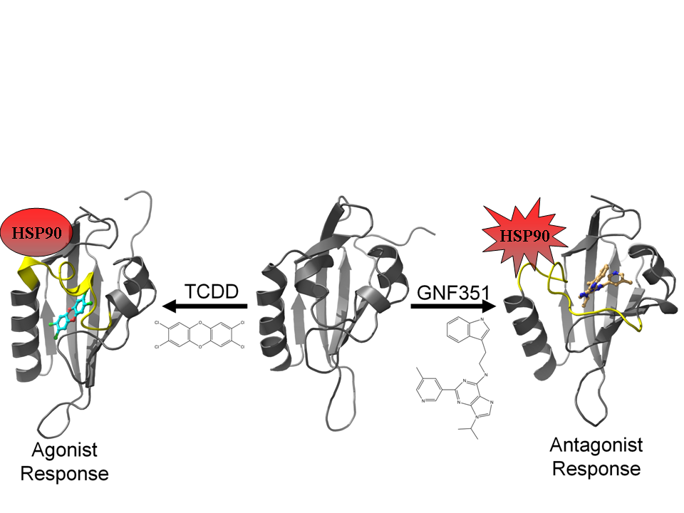 Biology Free FullText A Structural Switch between Agonist and