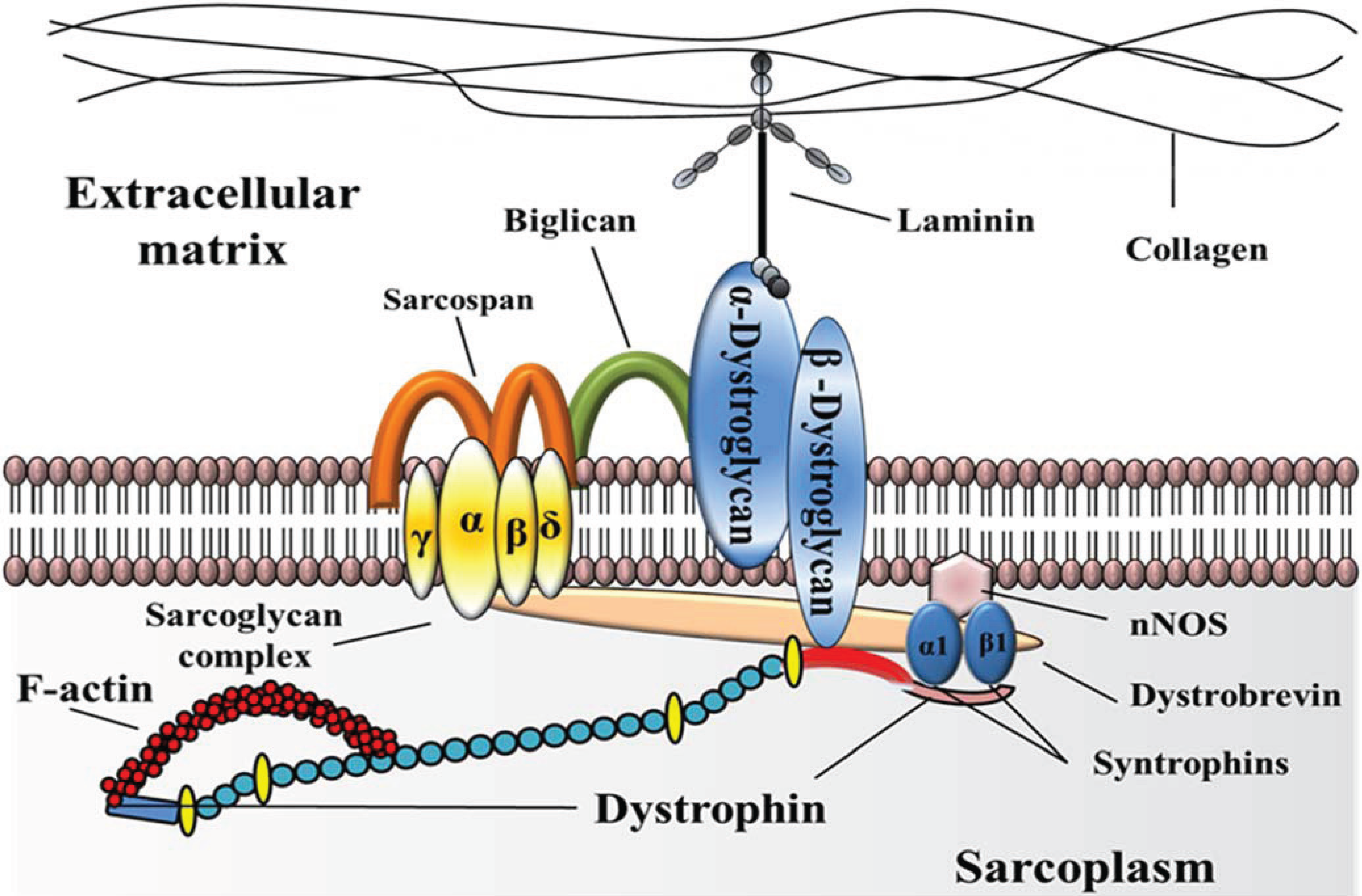 Biology | Free Full-Text | High Throughput Screening in Duchenne ...