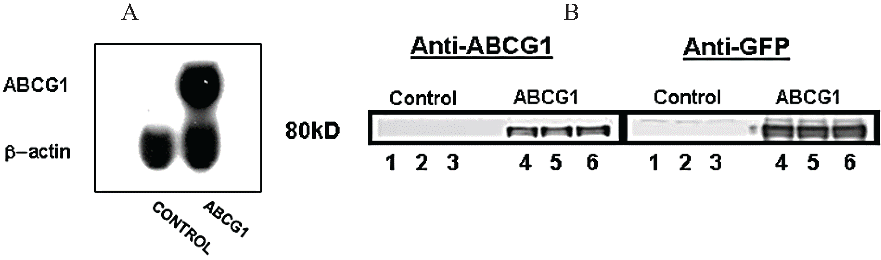 Biology 03 00781 g001
