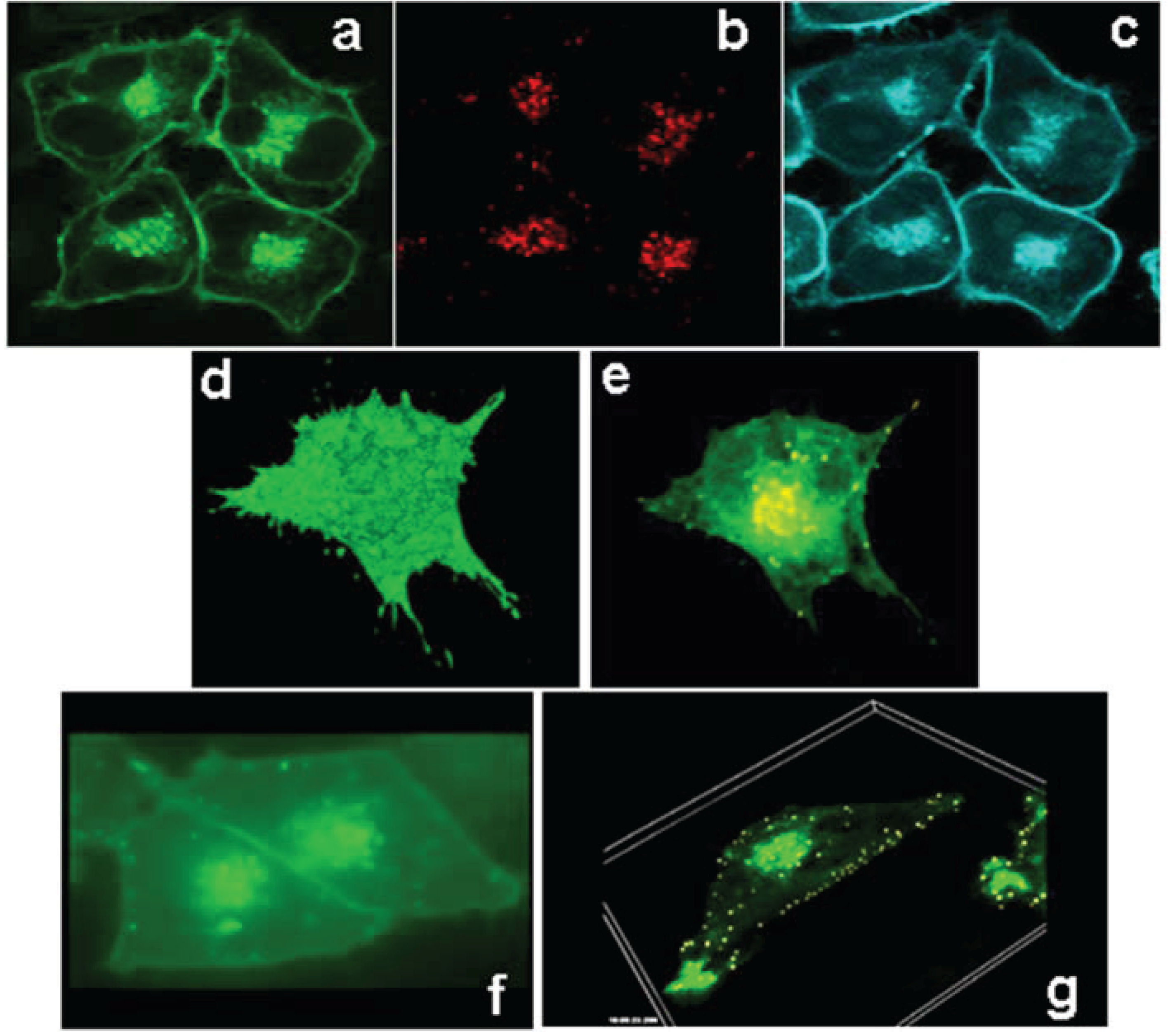Biology 03 00781 g002