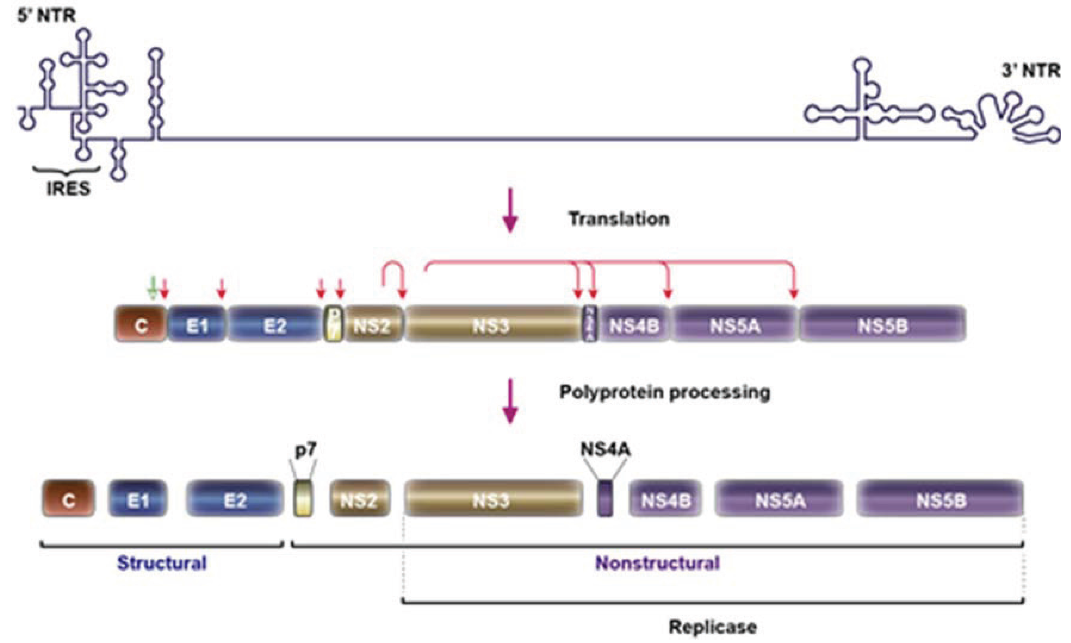 hepatitis c kezelésére, 1. típusú)