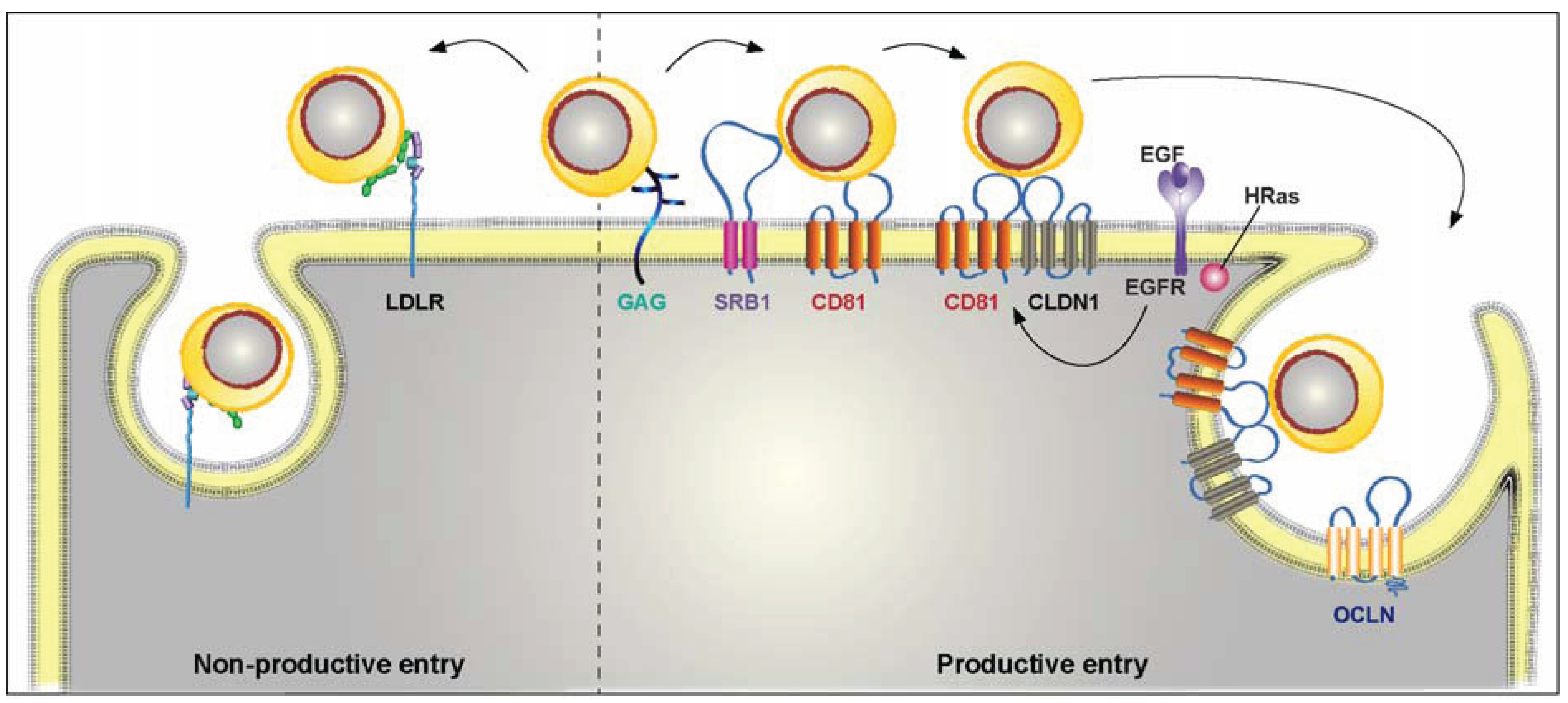 Hepatitis c virus (HCV) Lifecycle. Hcv 3