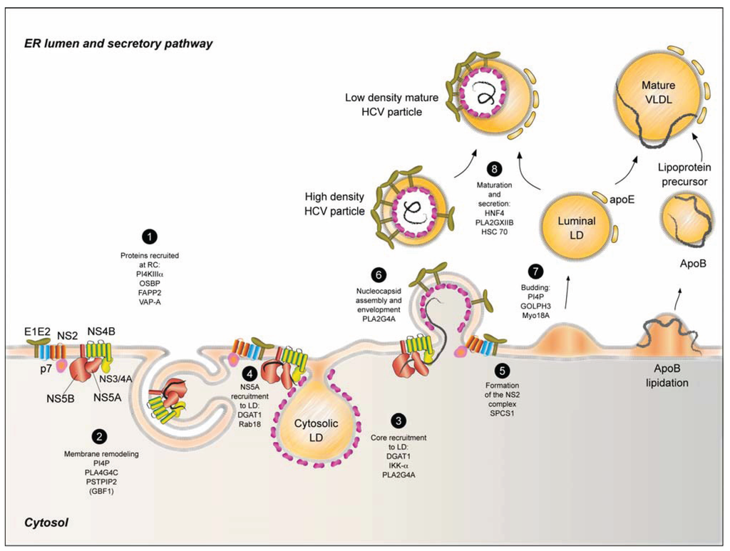 Biology Free FullText Hepatitis C Virus Life Cycle and Lipid