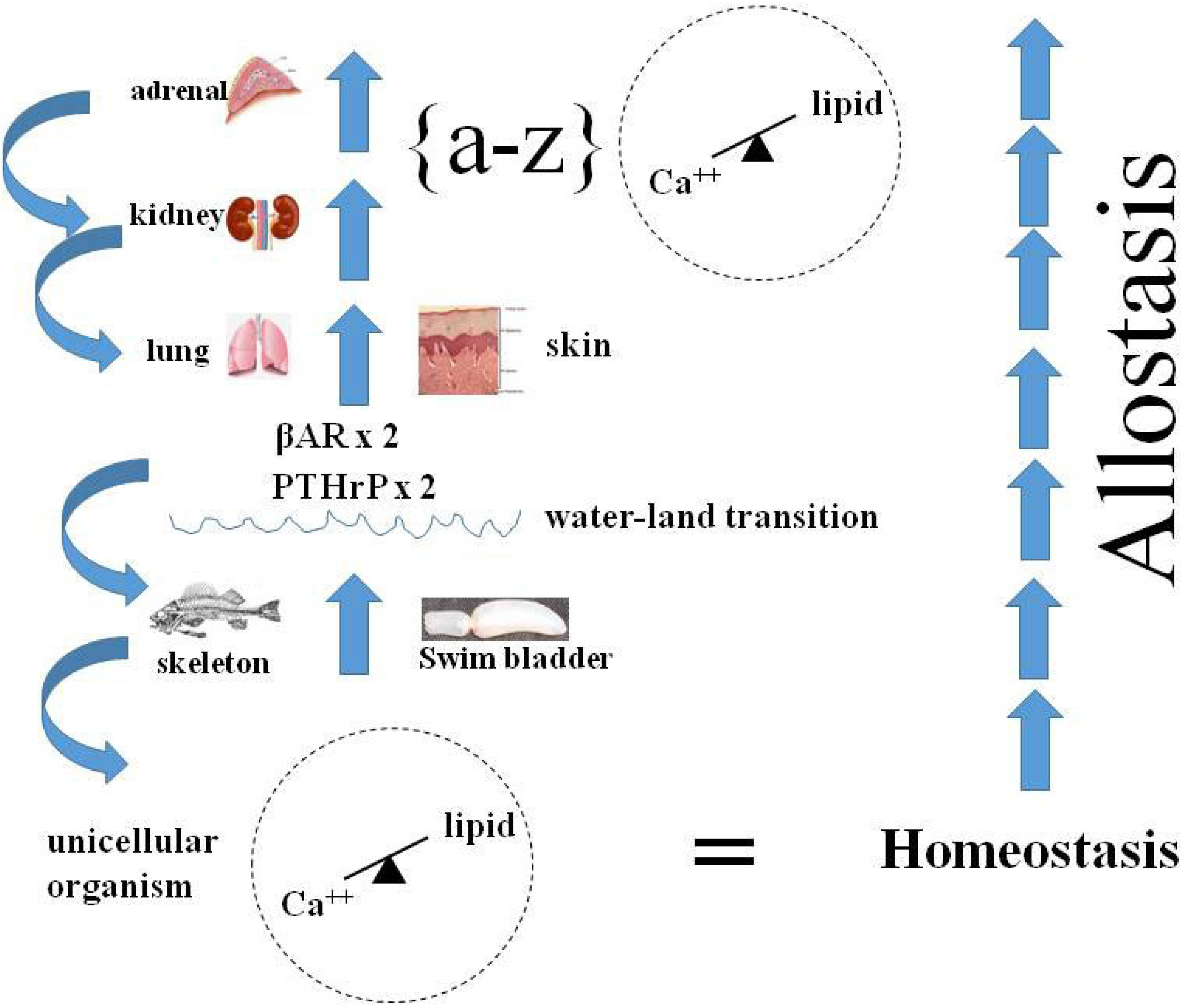 Homeostasis