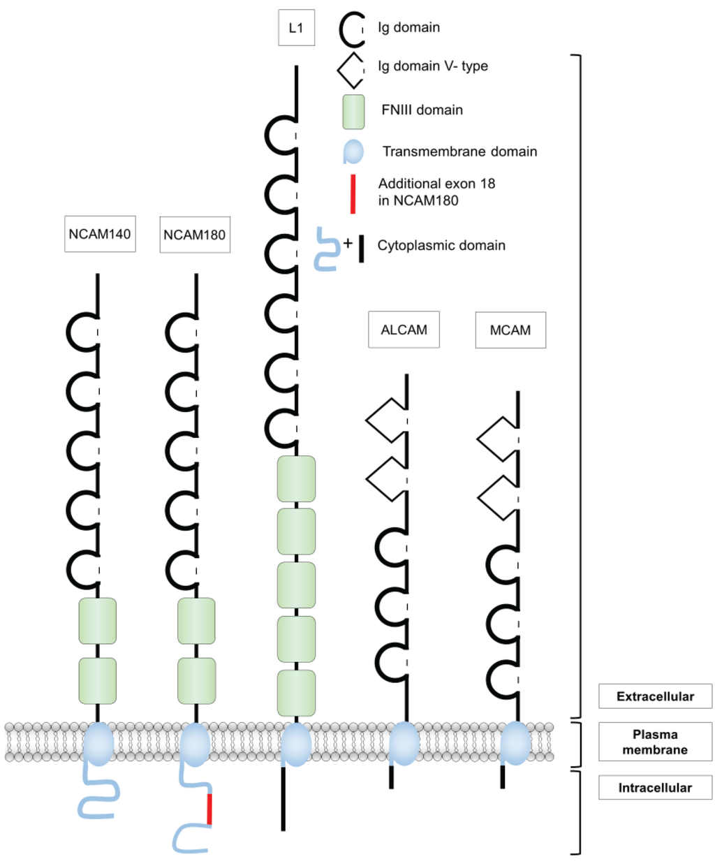 ls model nude junior Frontiers | Advantages of the zebrafish tumor xenograft model: the  evaluation of efficacy in cancer therapy and the application to the study  of lncRNAs