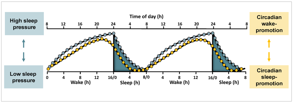 Sleep-Wake Regulation and Its Impact on Working Memory Performance: The ...