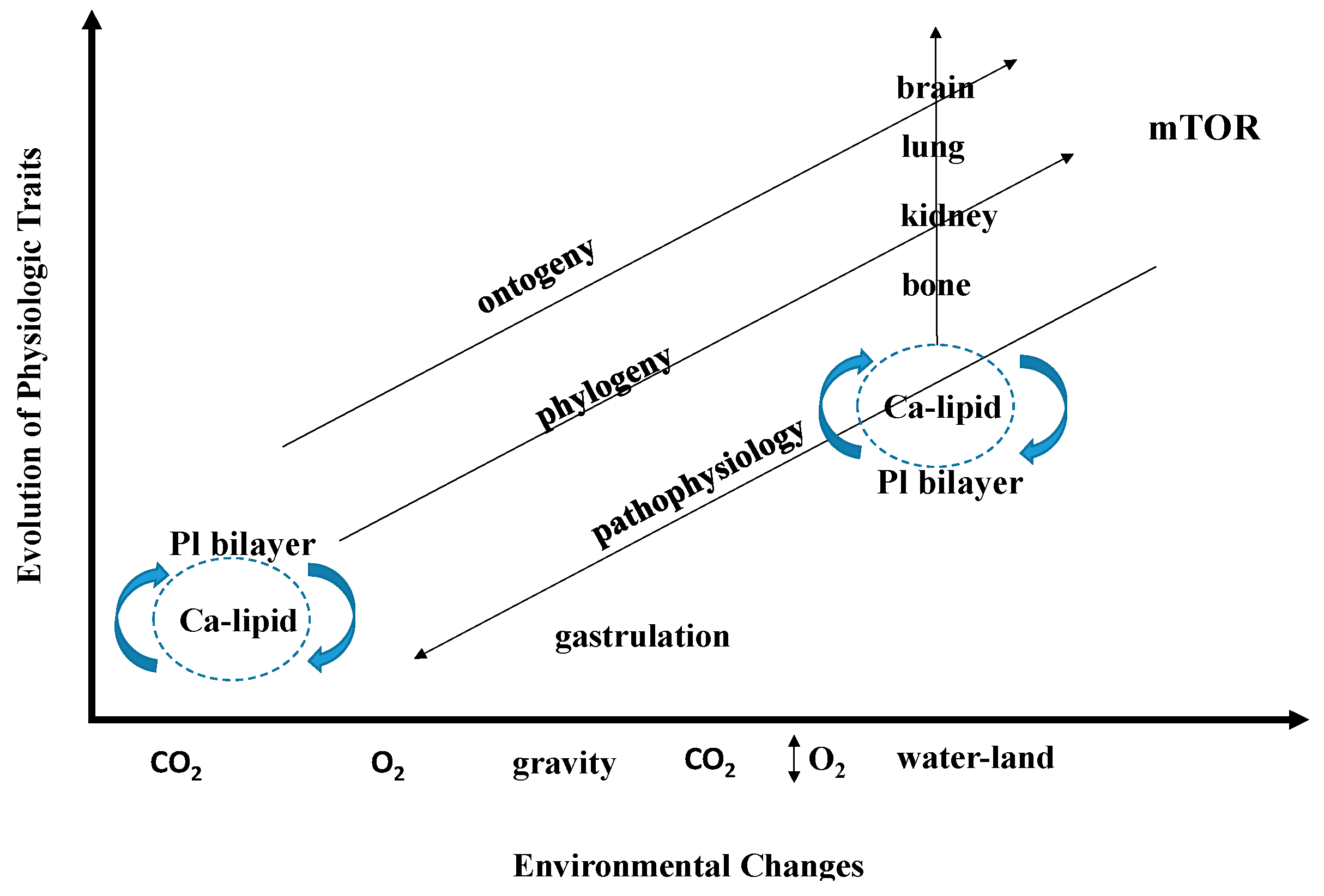 Biology 05 00015 g002