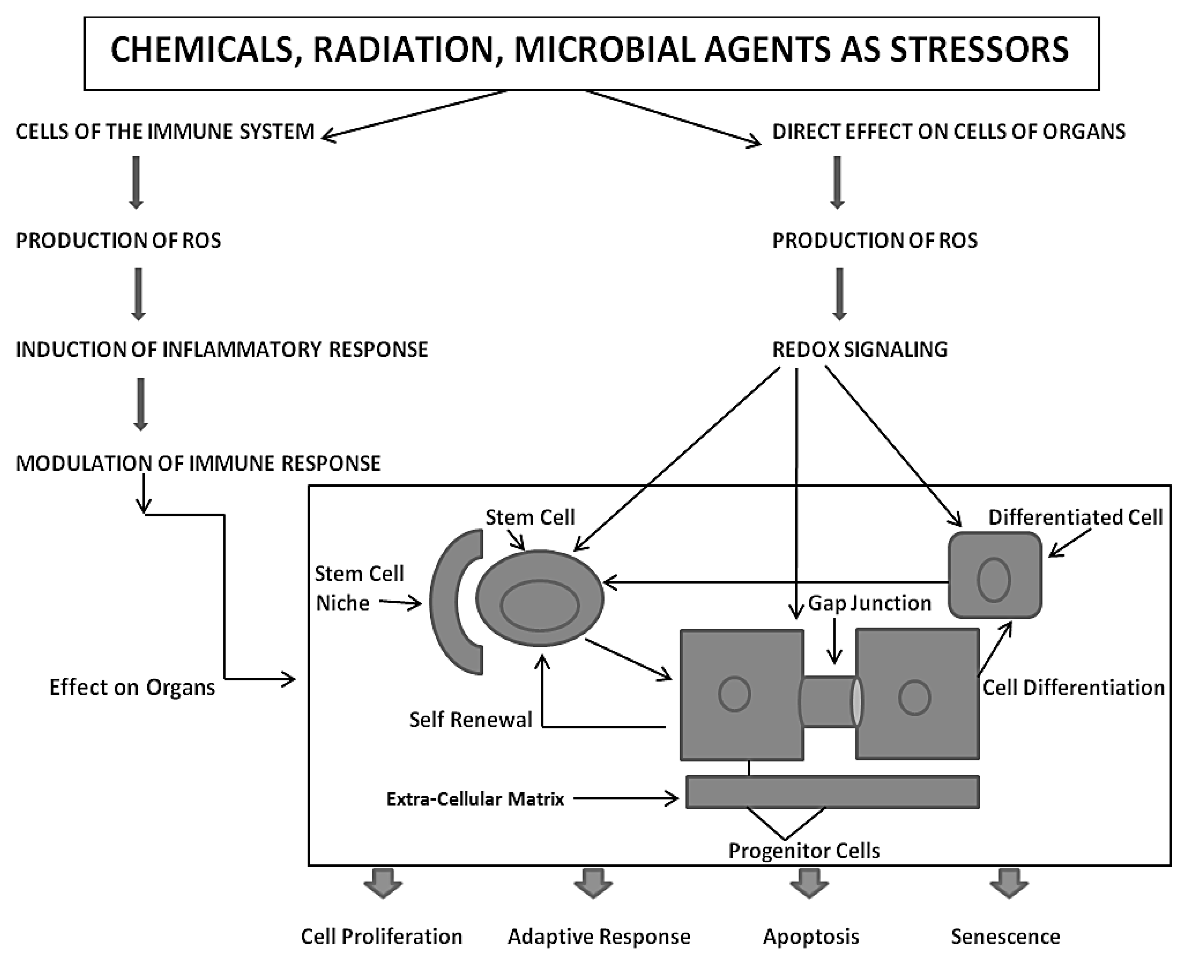 Biology 05 00029 g002 1024