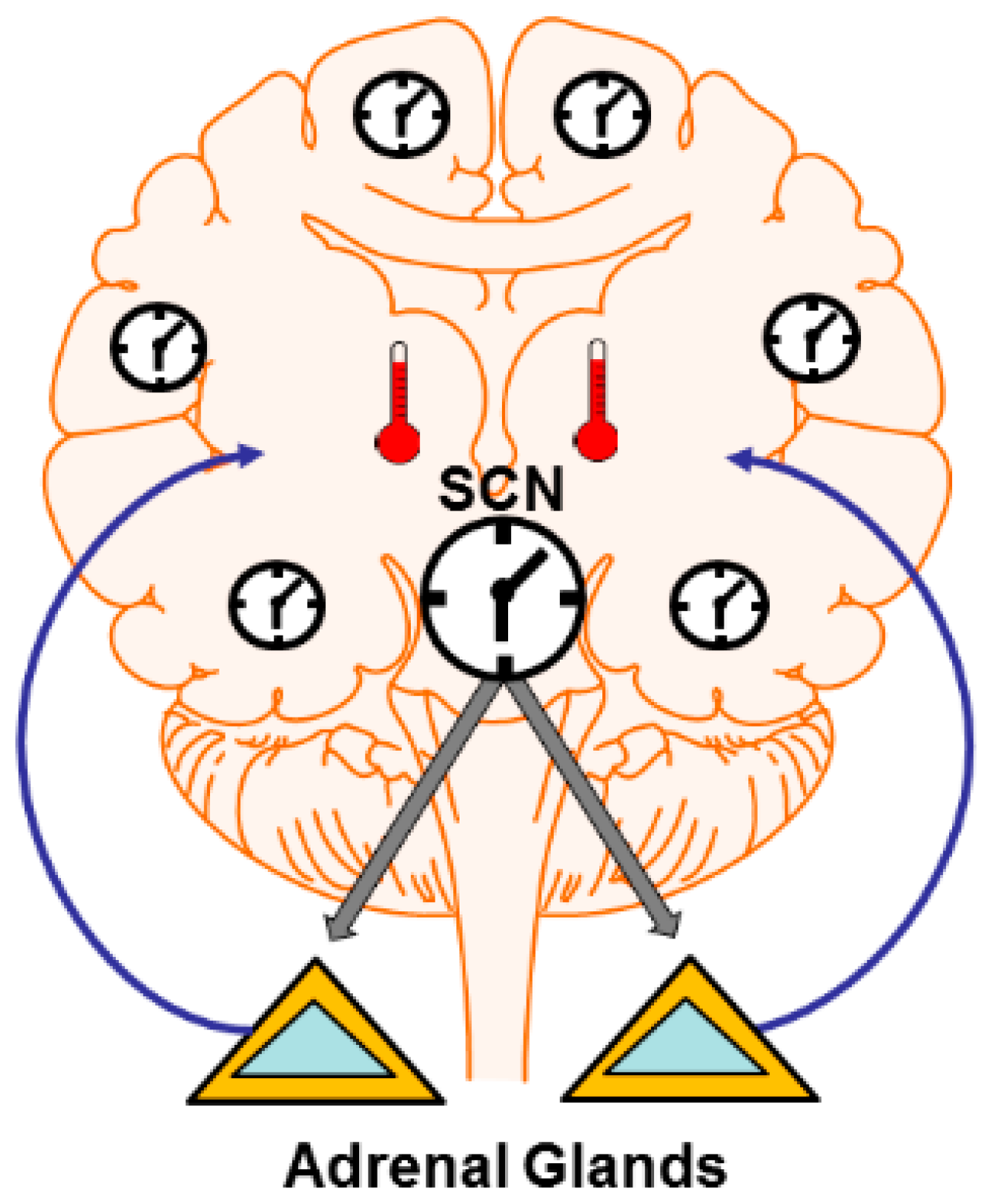 the visual neurosciences