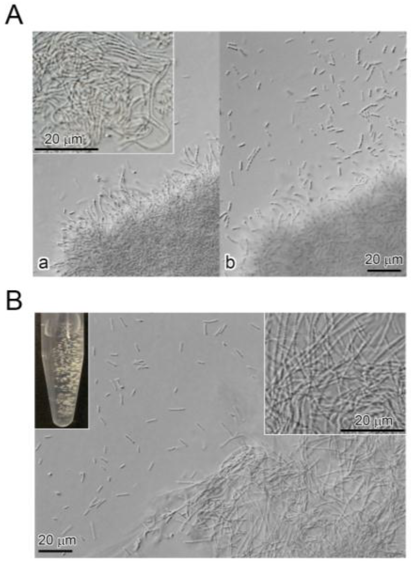 Biology 05 00032 g001 1024
