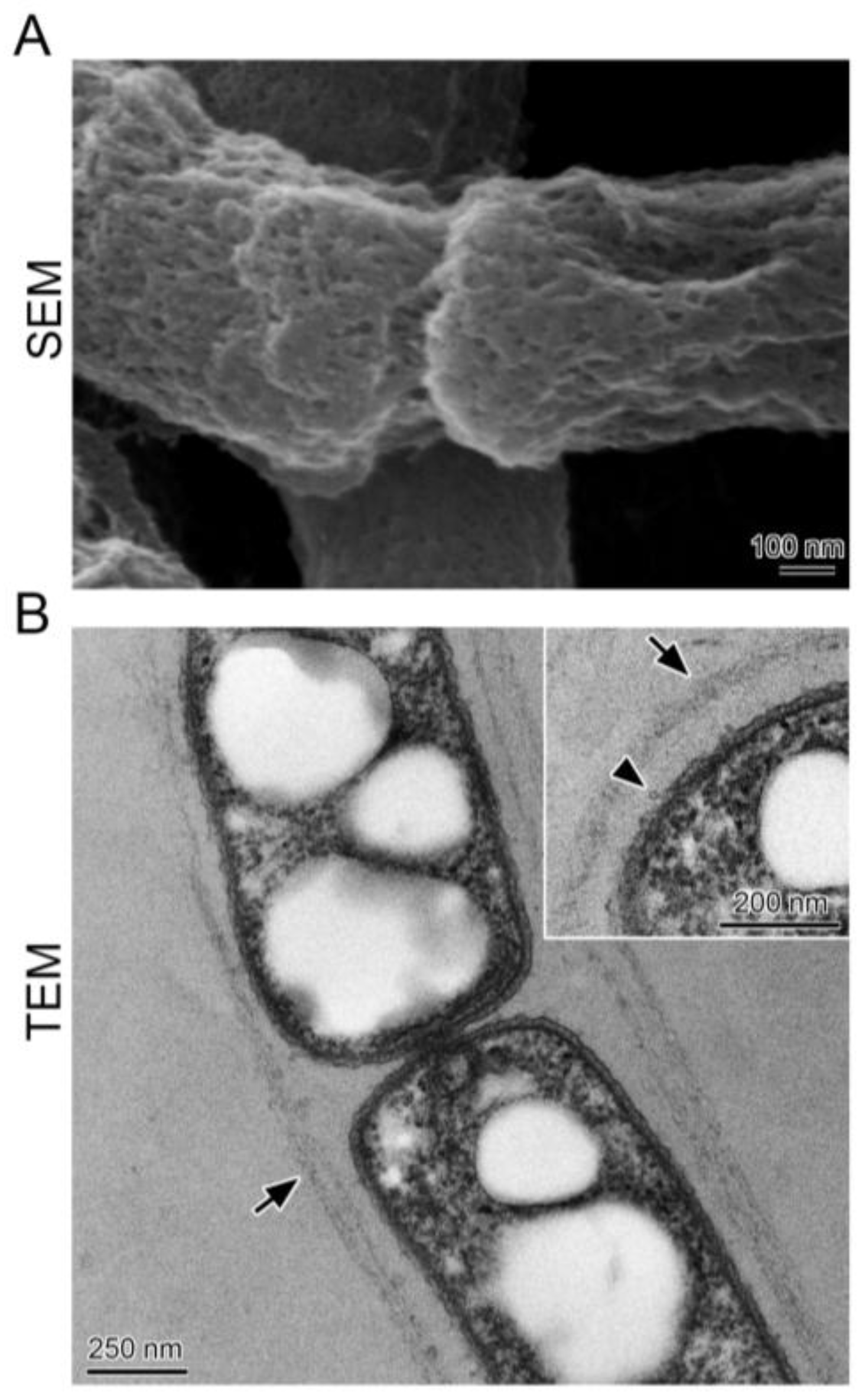 Biology 05 00032 g002 1024