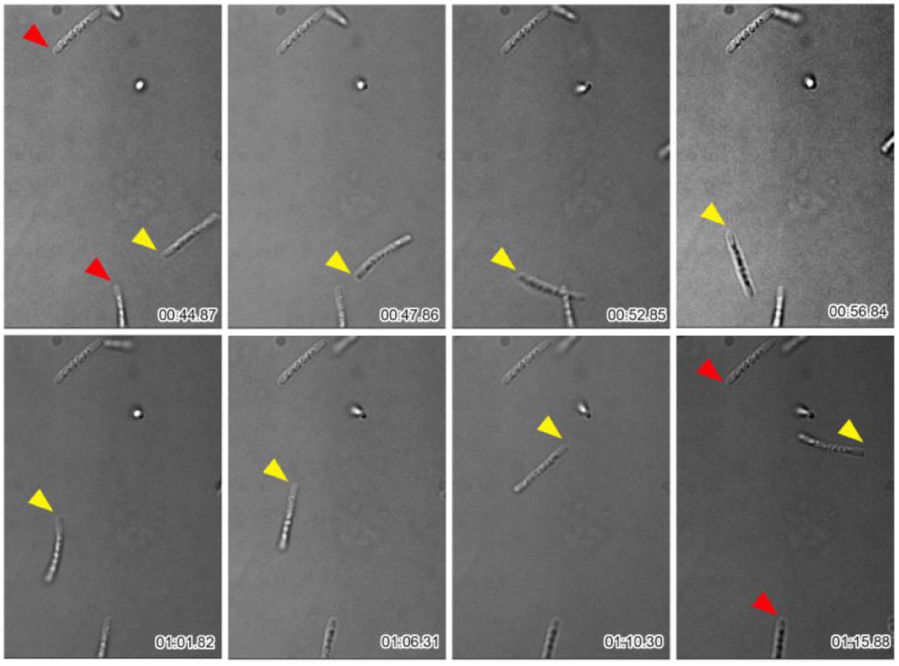 Biology 05 00032 g003 1024