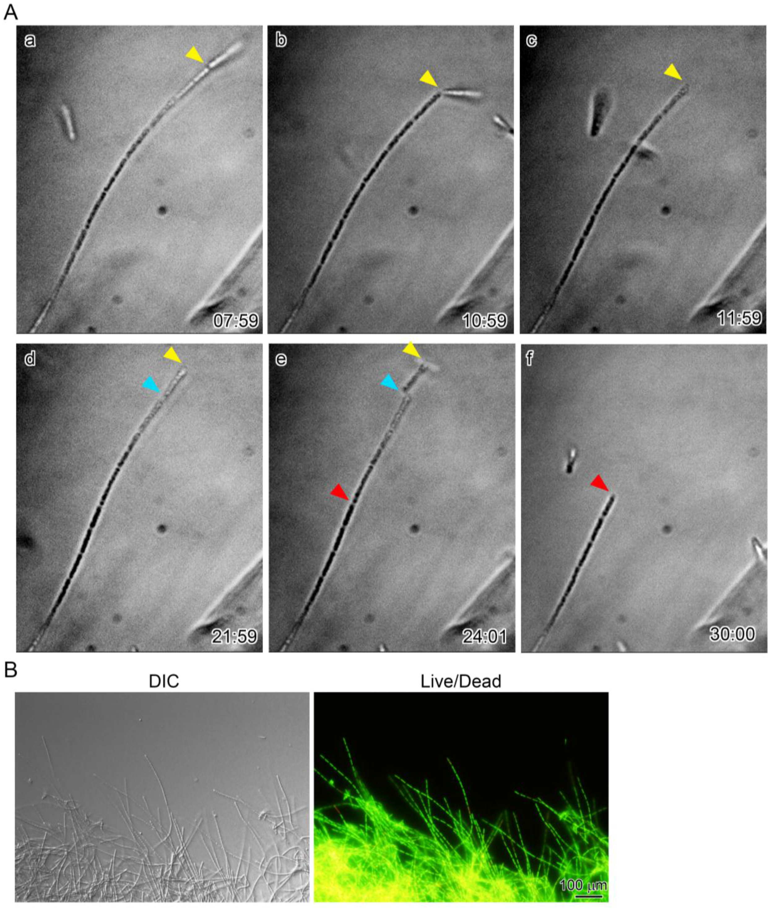 Biology 05 00032 g004 1024