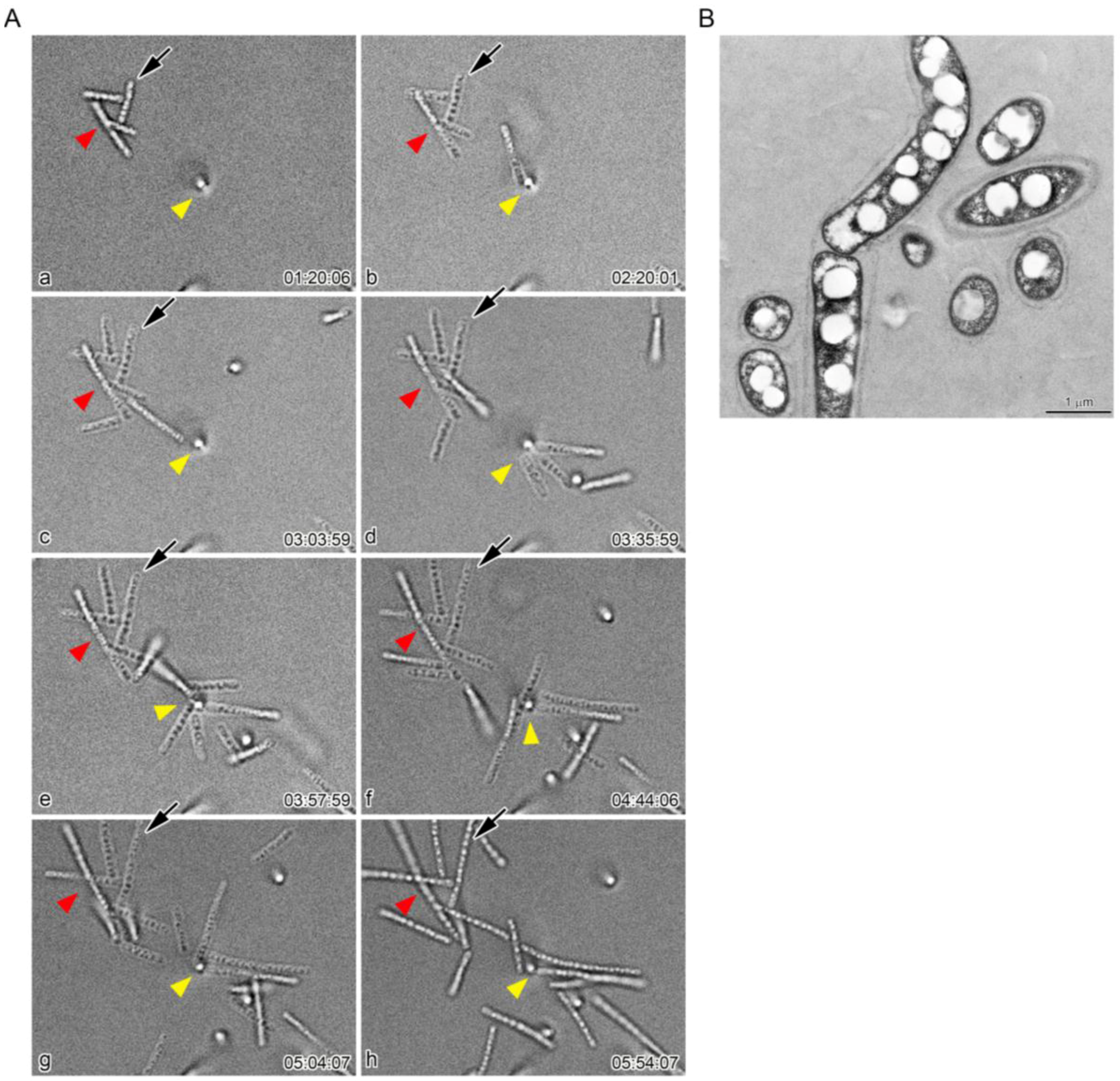 Biology 05 00032 g005 1024