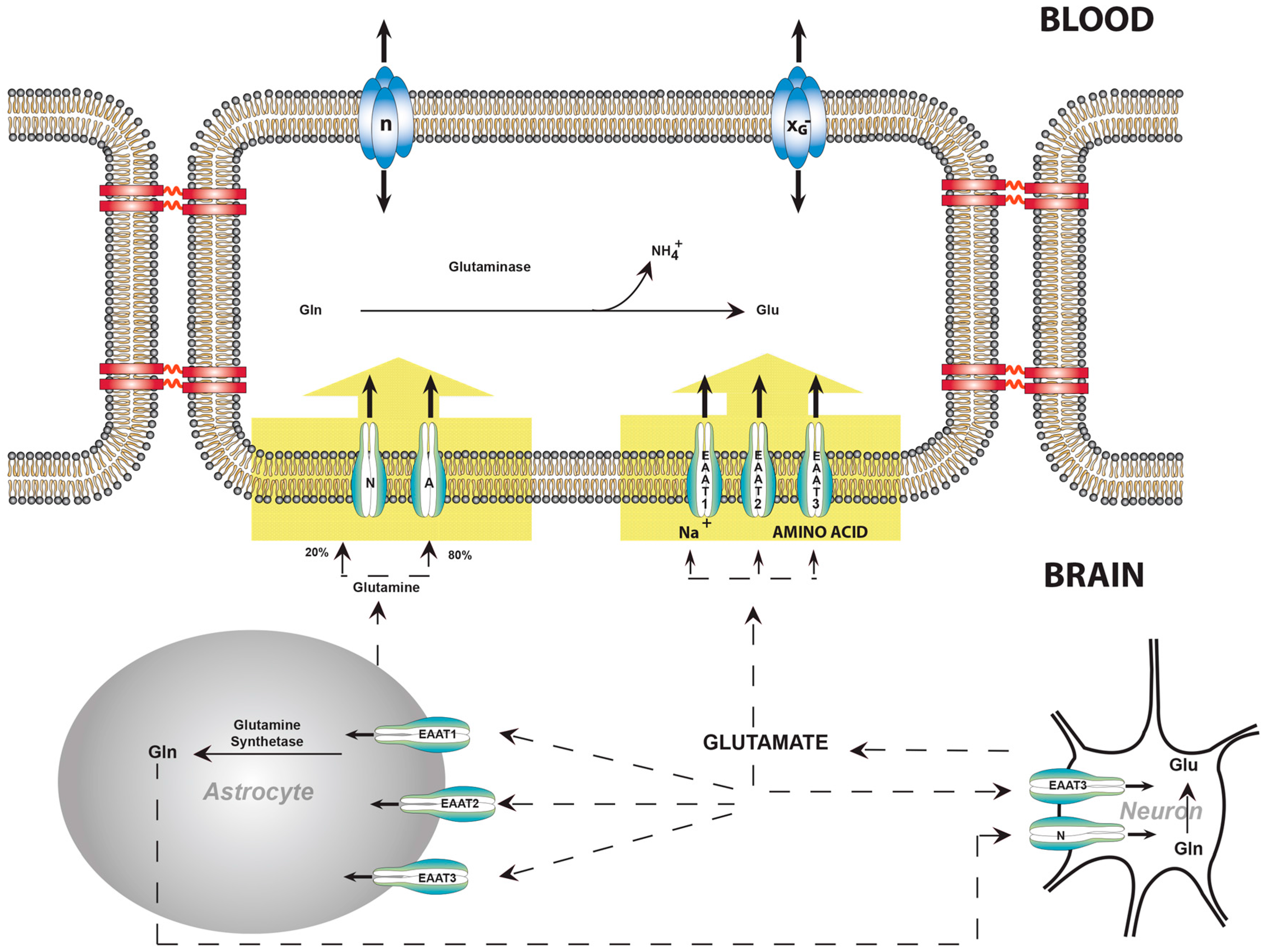 Biology 05 00037 g002