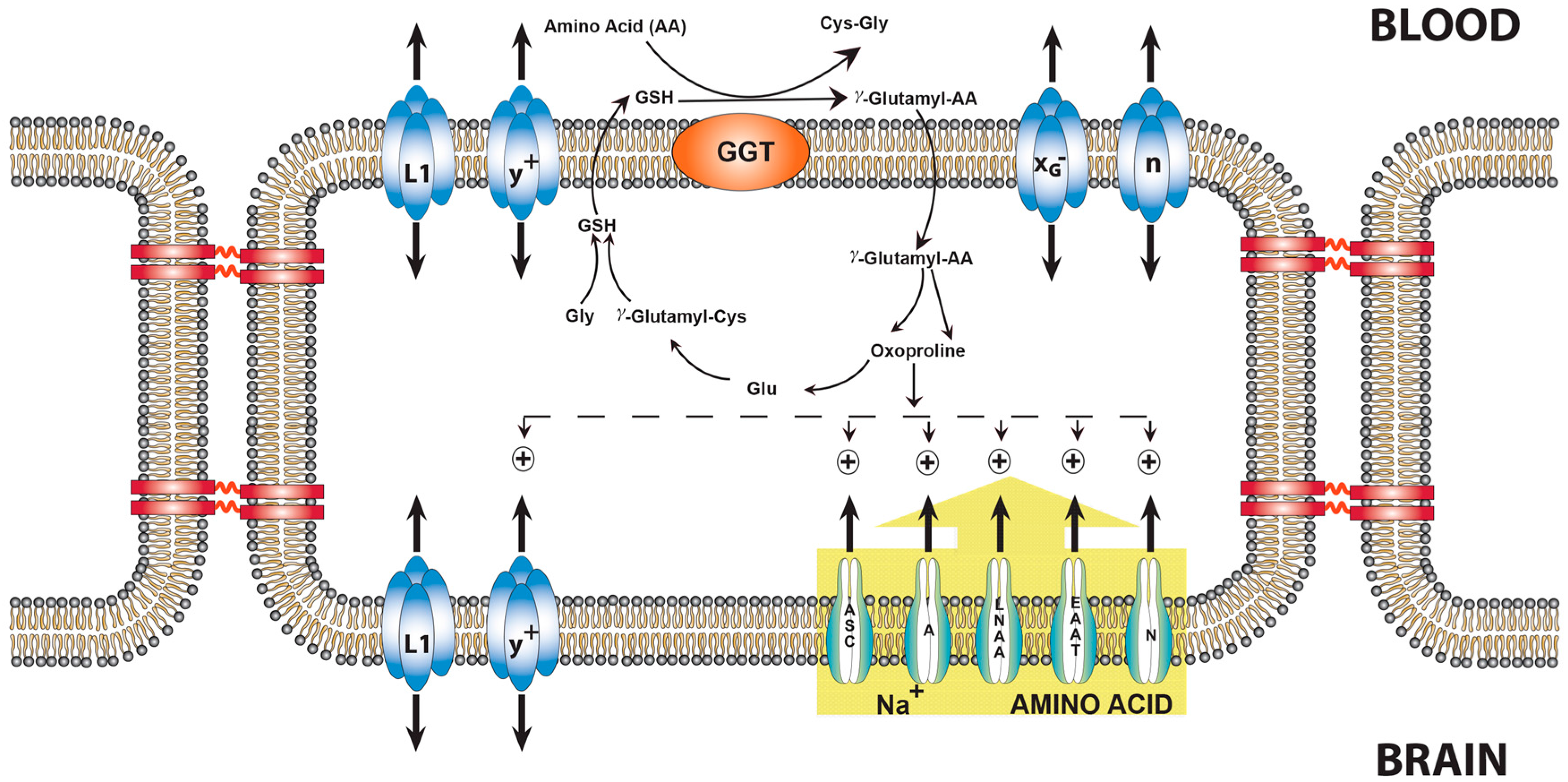 paspoort Antecedent duizelig Biology | Free Full-Text | How Glutamate Is Managed by the Blood–Brain Barrier paspoort Antecedent duizelig Biology | Free Full-Text | How Glutamate Is Managed by the Blood–Brain Barrier