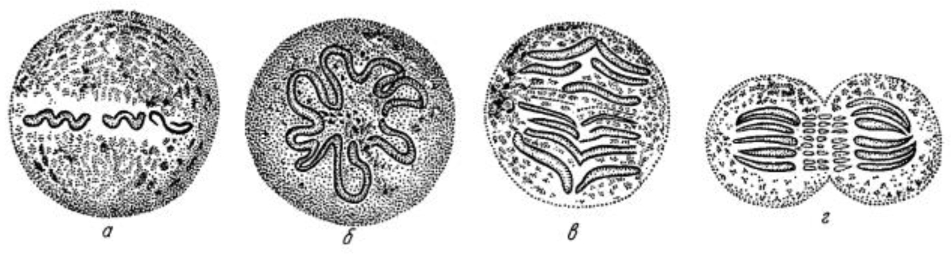 Biology 05 00055 g001