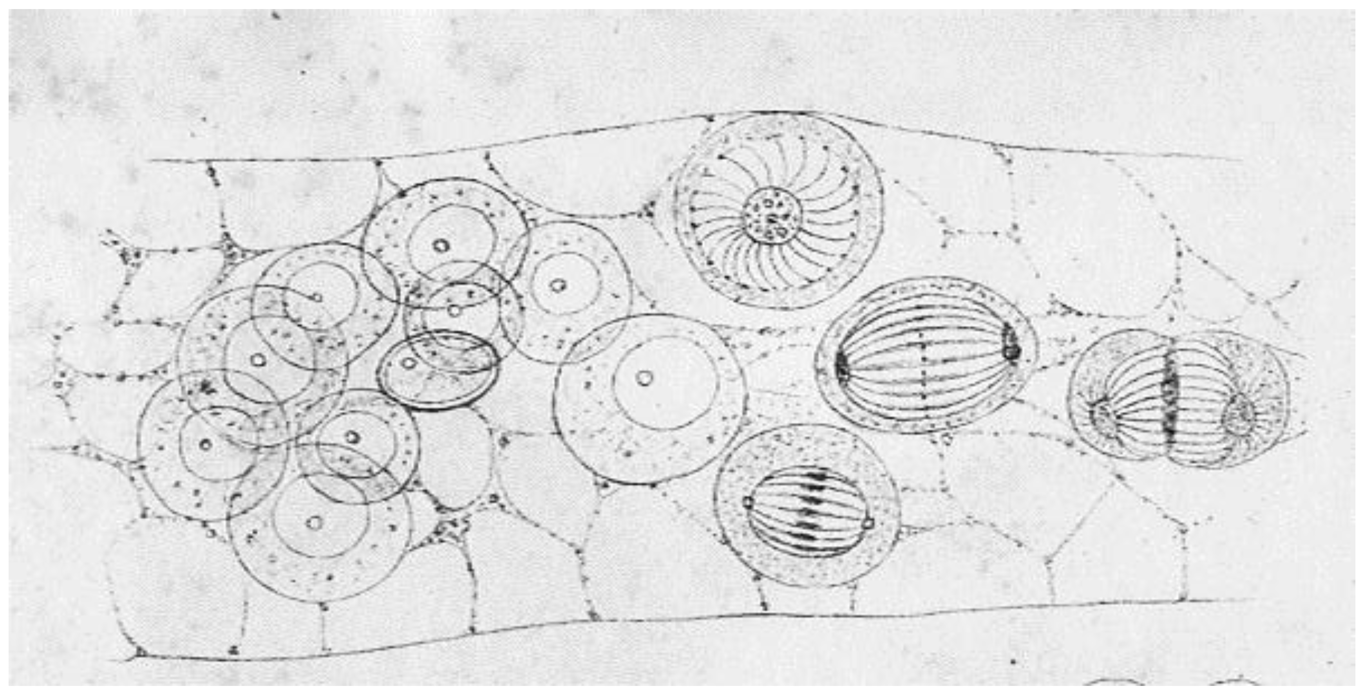 Biology 05 00055 g002
