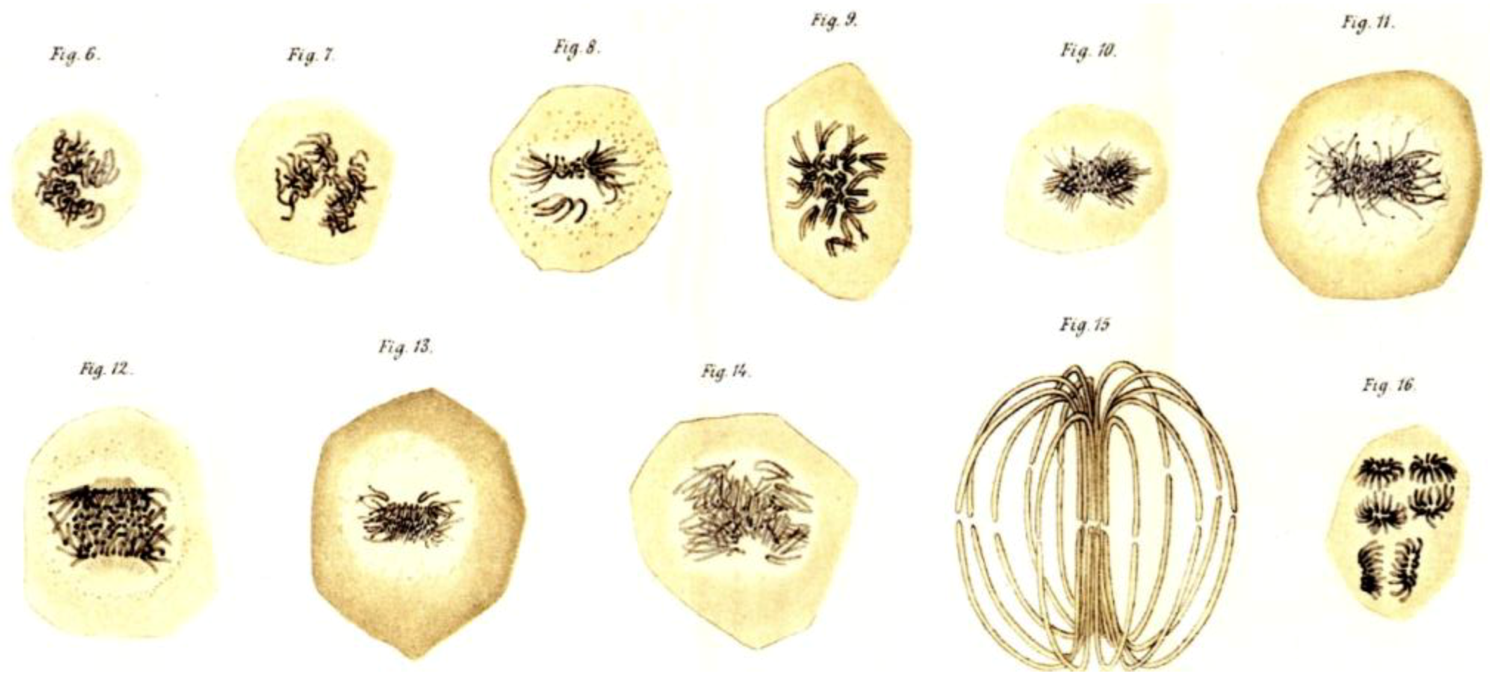 Biology 05 00055 g003