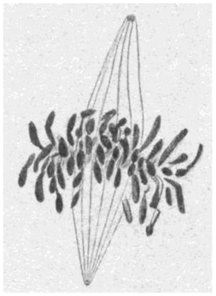 Biology 05 00055 g004