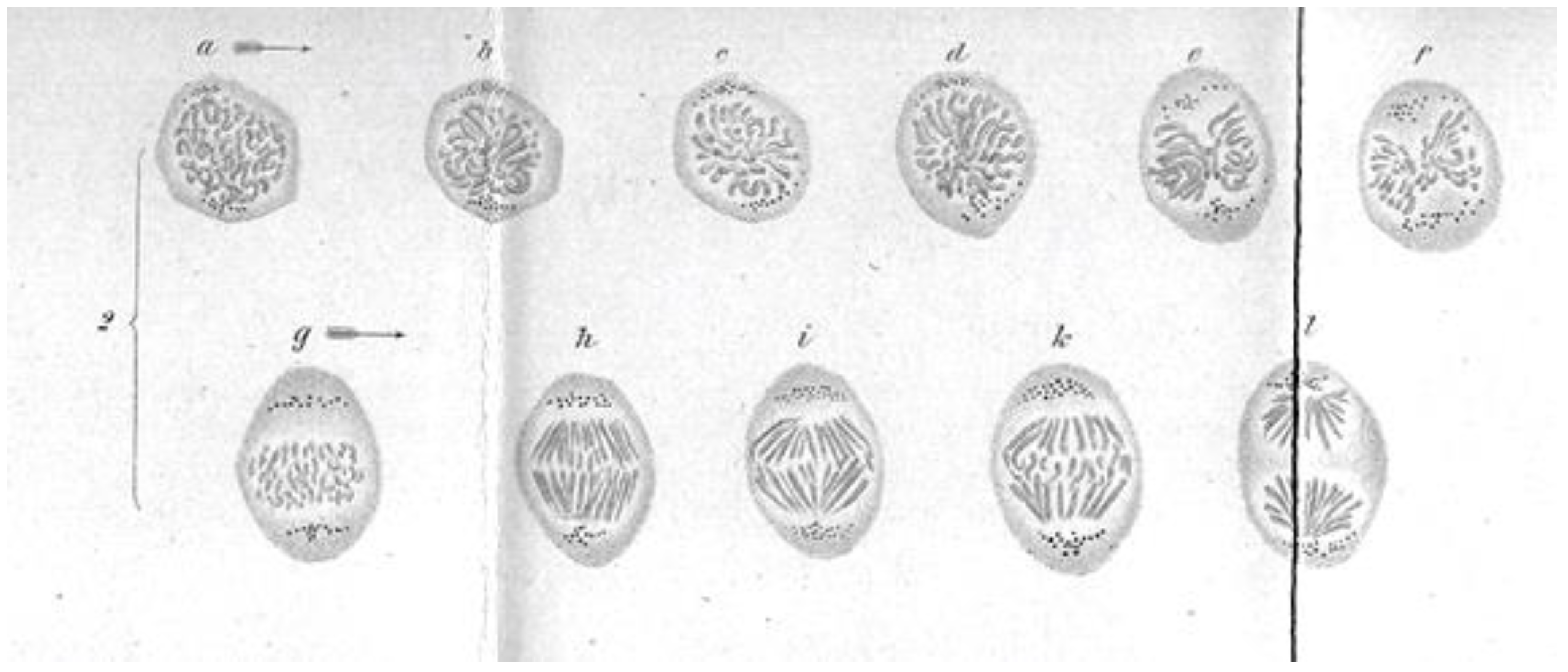 Biology 05 00055 g005