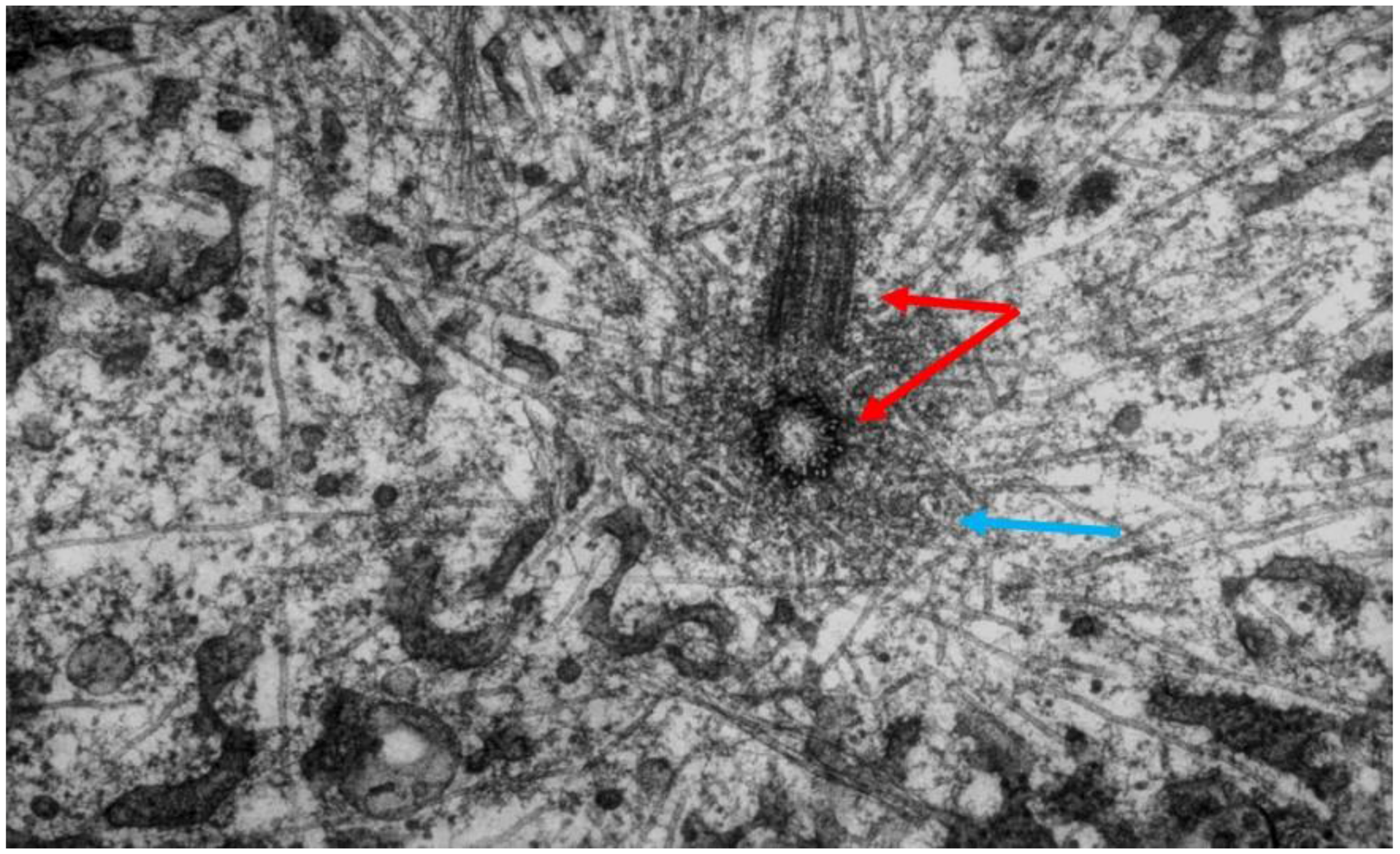 A Brief History of Research on Mitotic ... Biology Diagrams