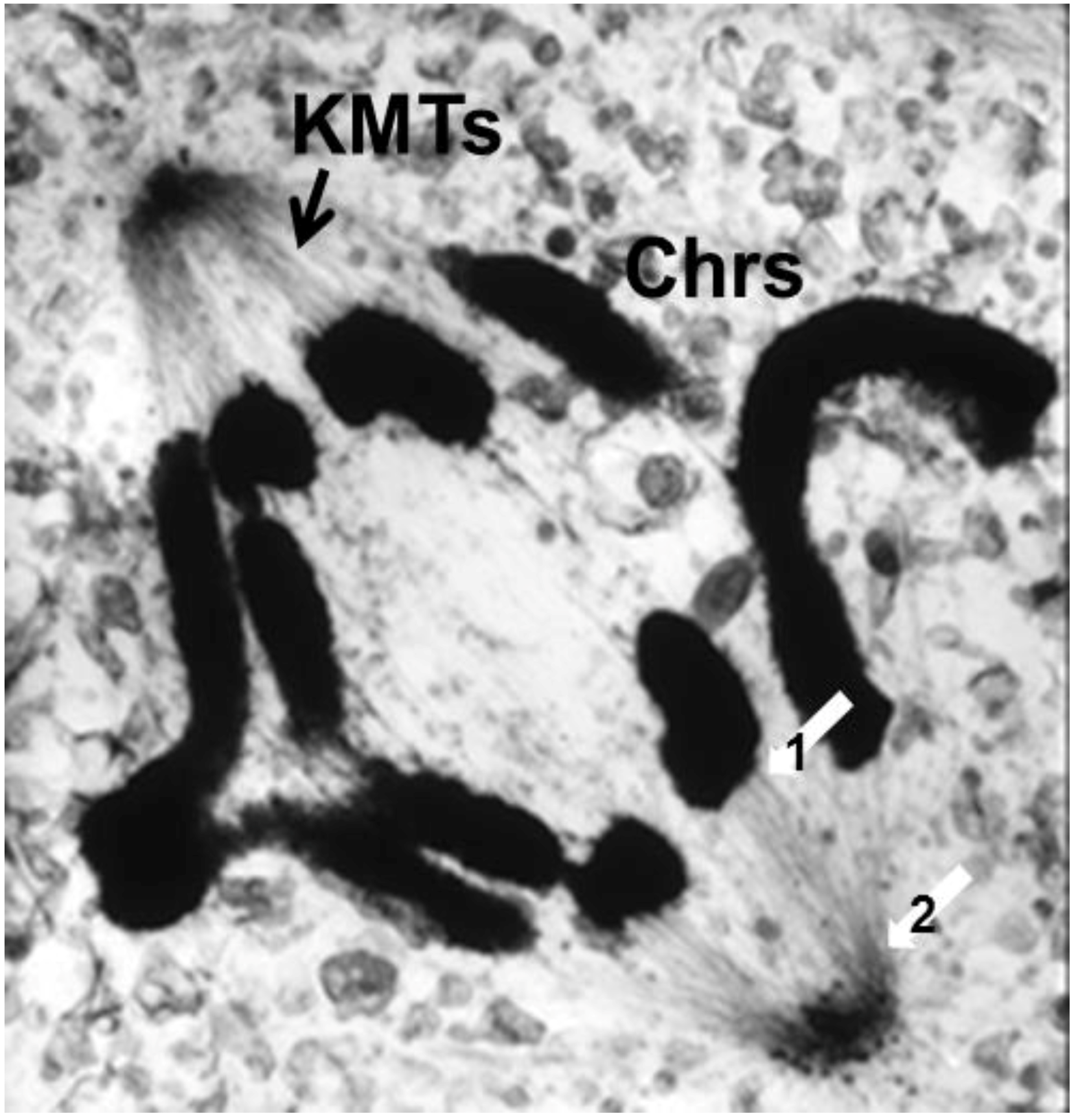 Biology 05 00055 g010