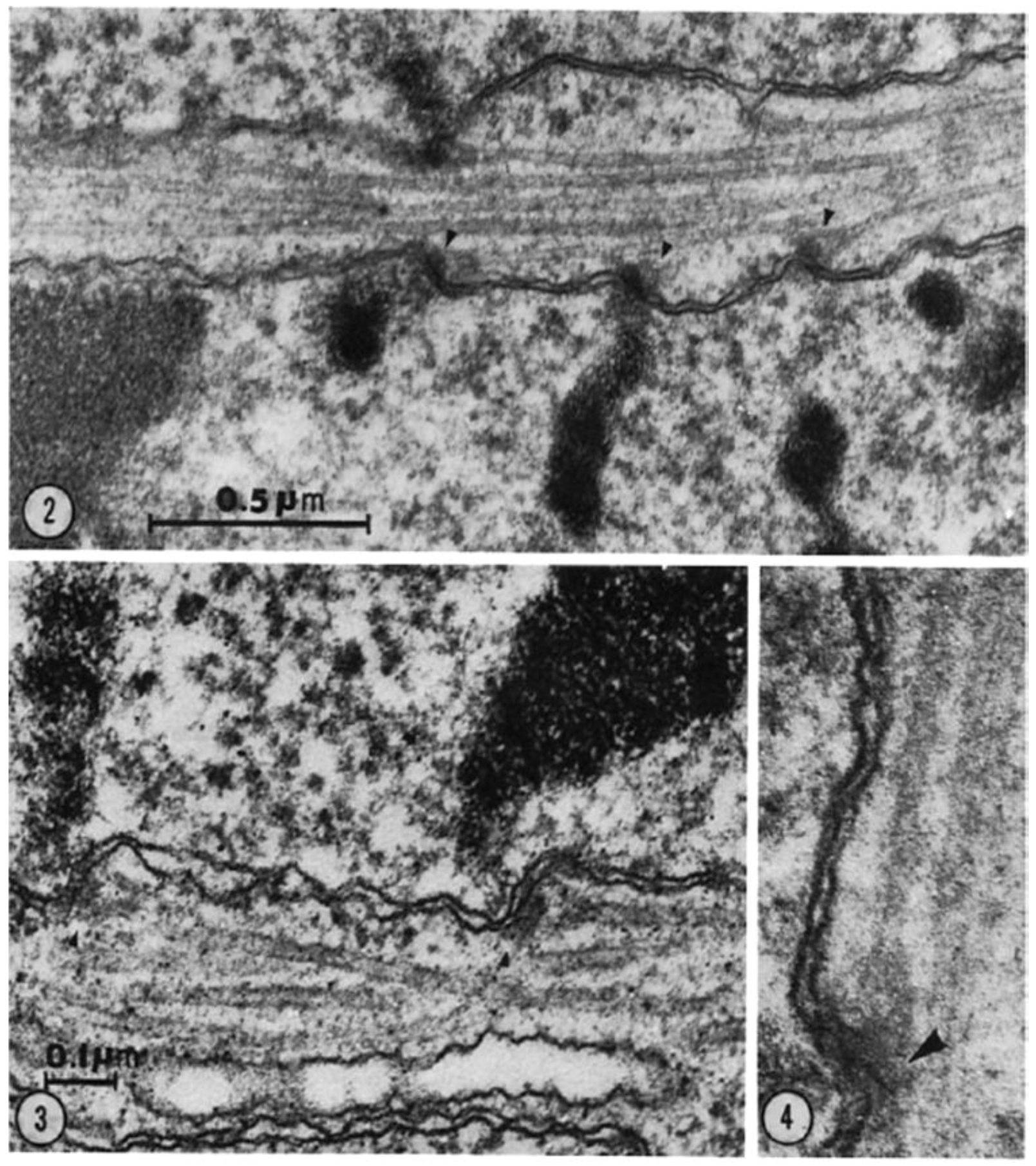 Biology 05 00055 g016