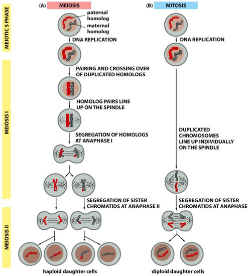 Special Issue Mechanisms of Mitotic Chromosome Segregation Biology Diagrams